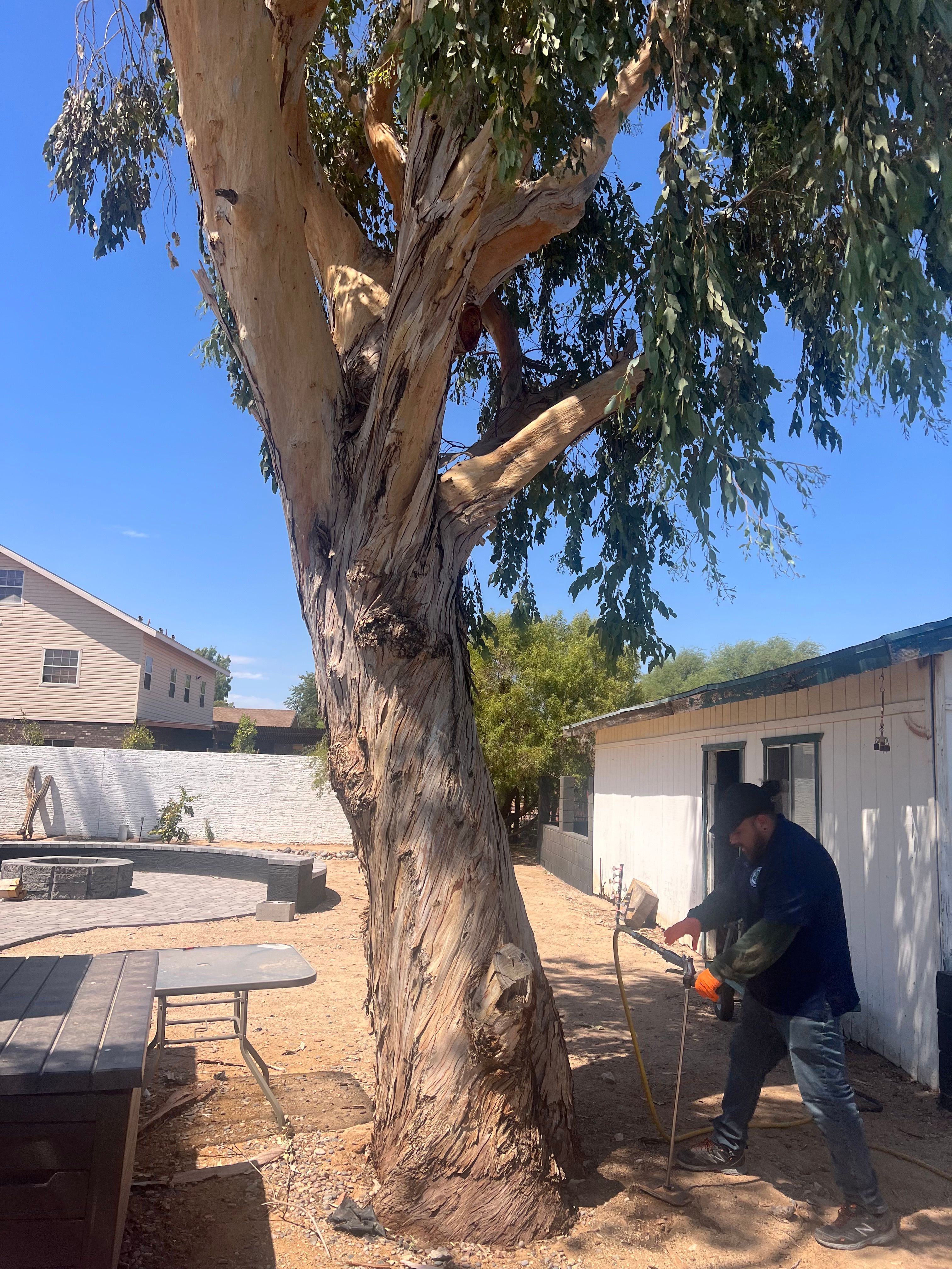  for AZ Tree & Hardscape Co in Surprise, AZ