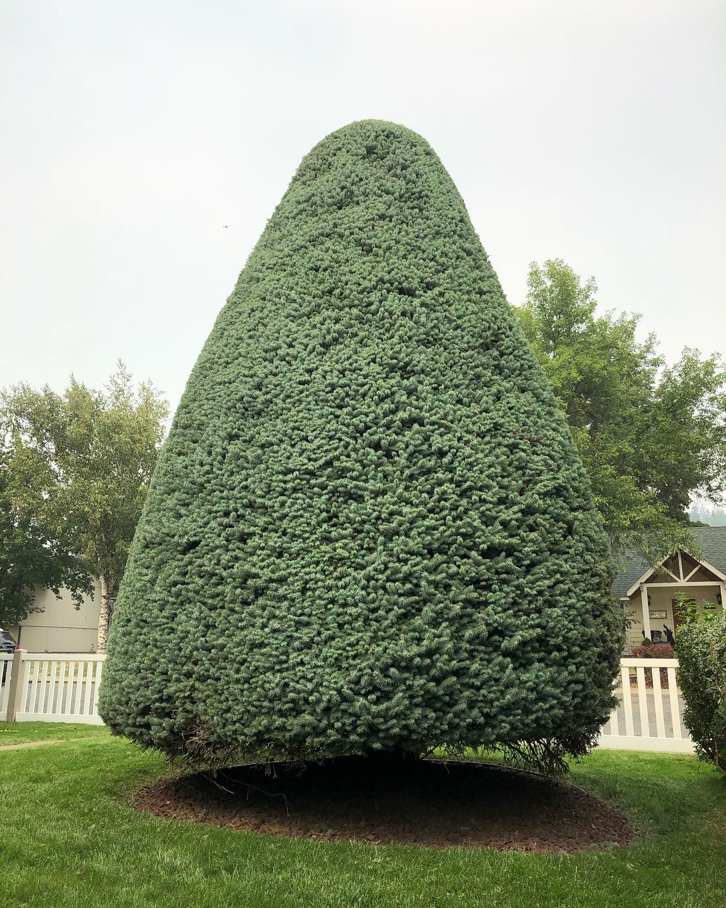  for AP Tree Service in Colbert, WA