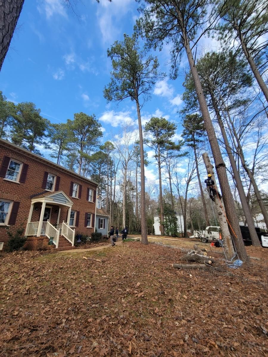  for Integrity Tree and Landscaping in Lynchburg, VA