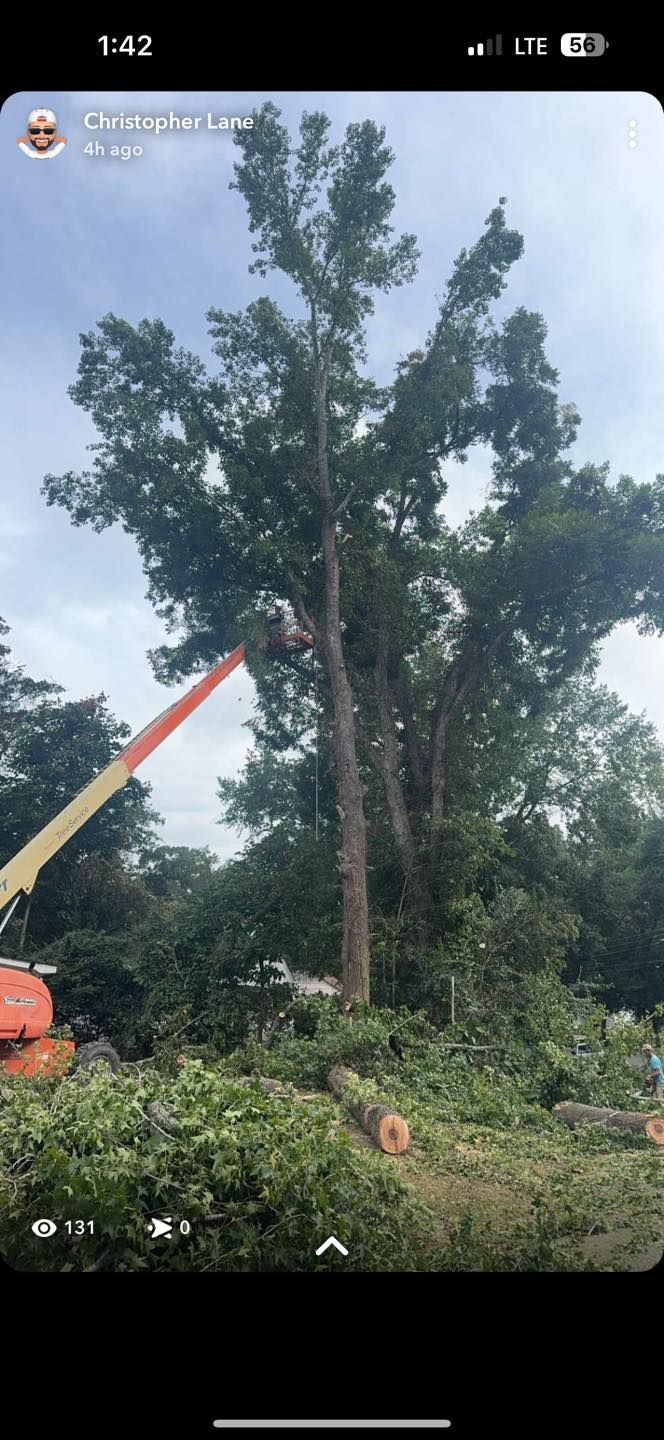  for Morace Tree Service in Natchez,,  MS