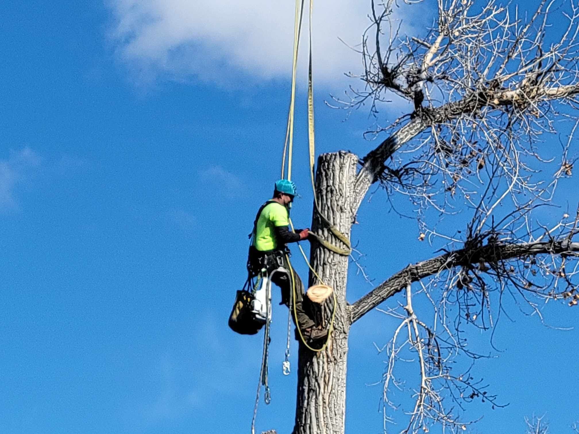  for Sloan Tree Service in Aurora, CO