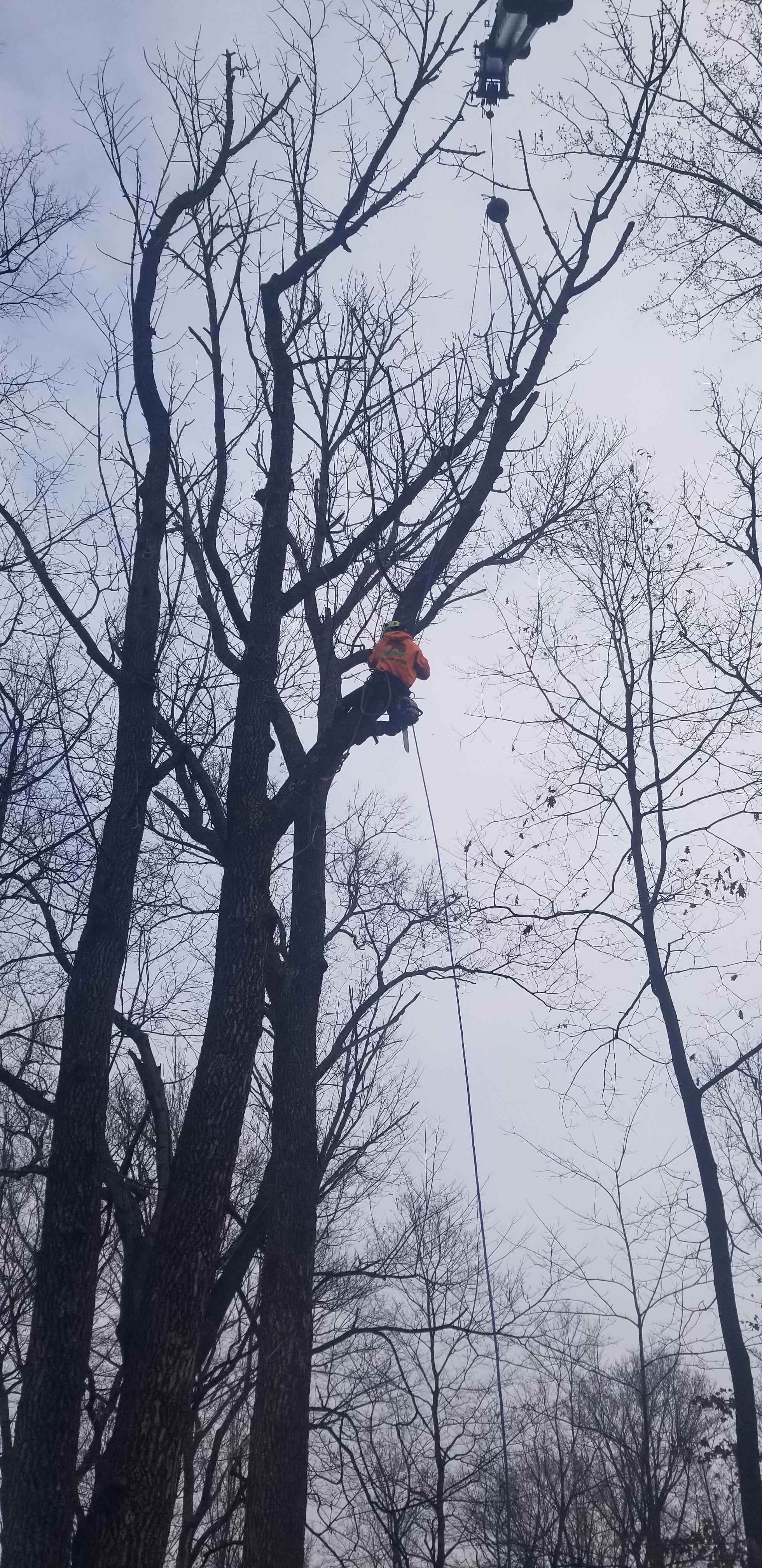  for Advanced Tree Solutions in Rockville, IN