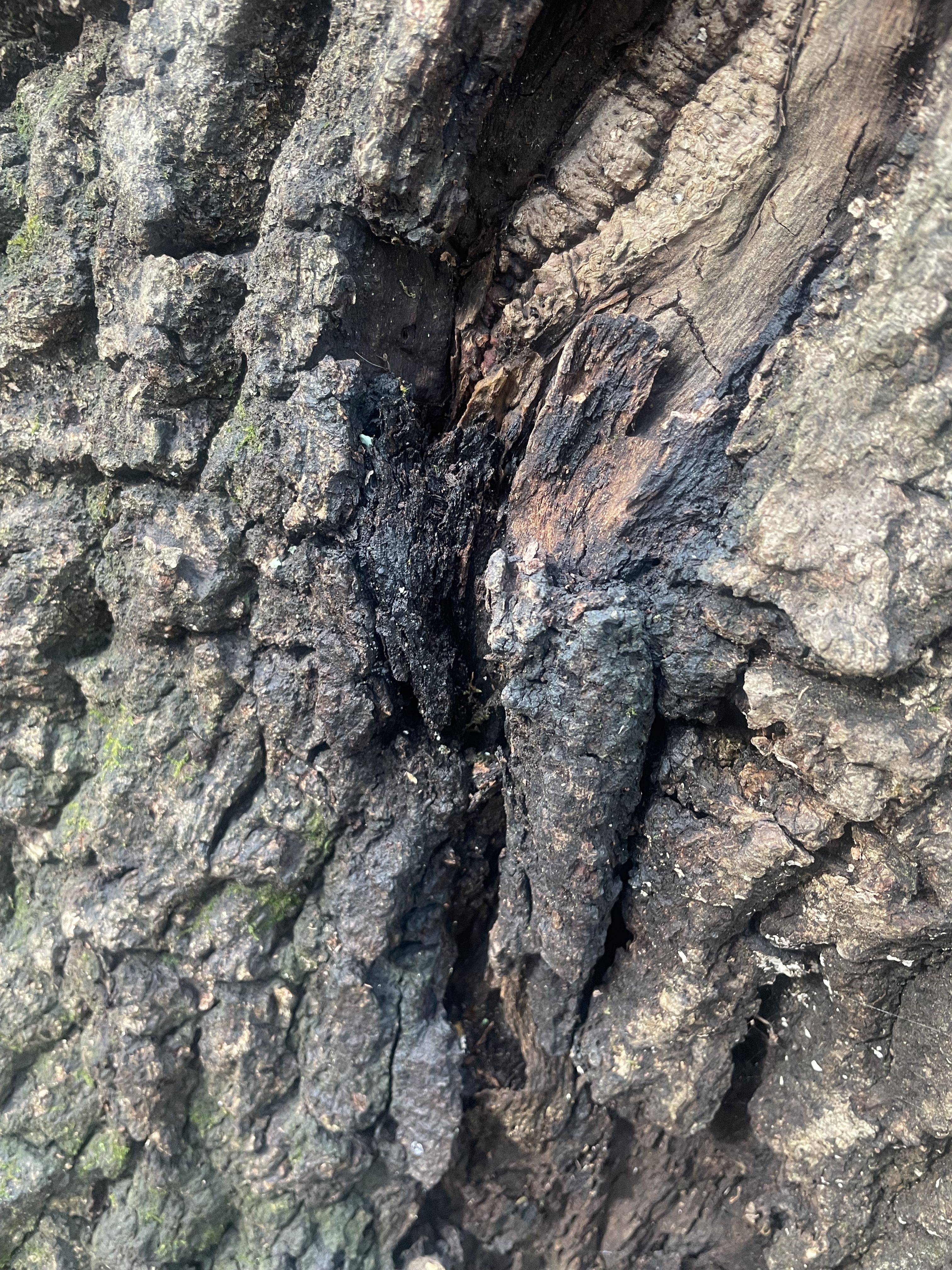  for Green Brothers Tree Services in Blacksburg, VA
