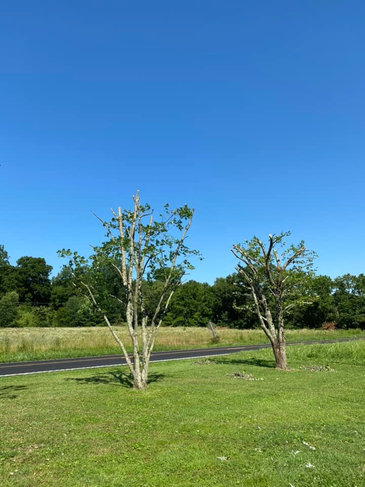 Fall and Spring Clean Up for Atwood’s Tree Care in Liberty,  KY