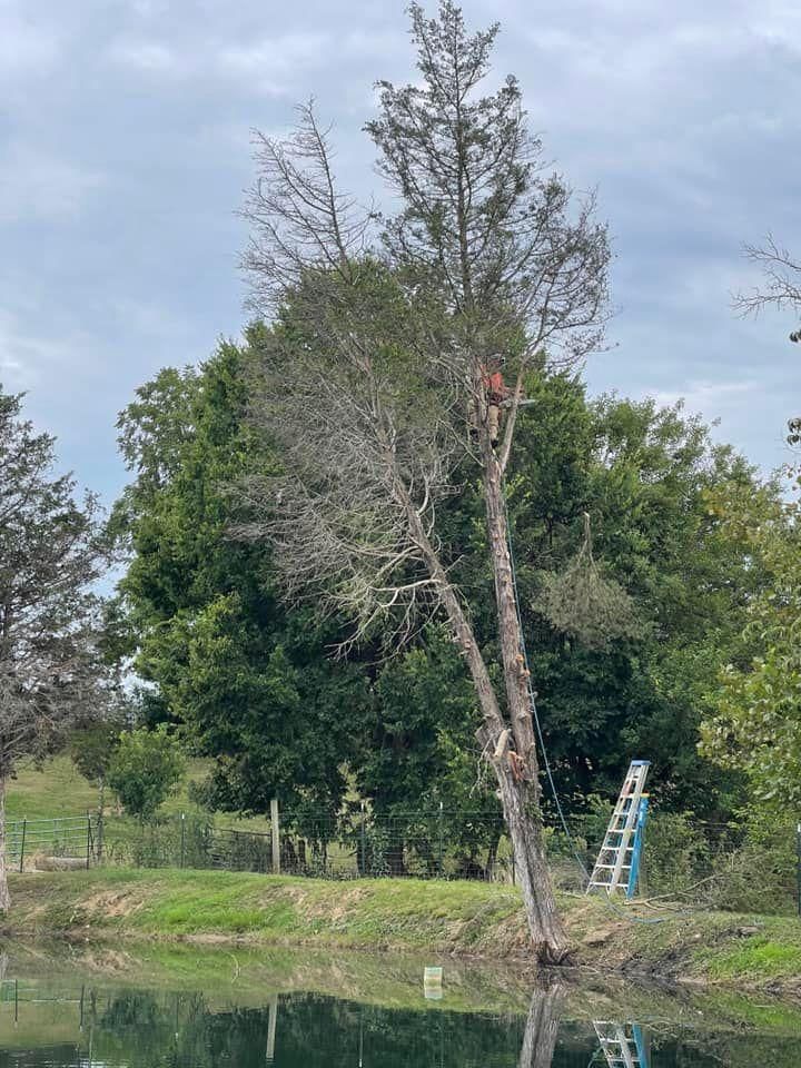 All Photos for Atwood’s Tree Care in Liberty,  KY