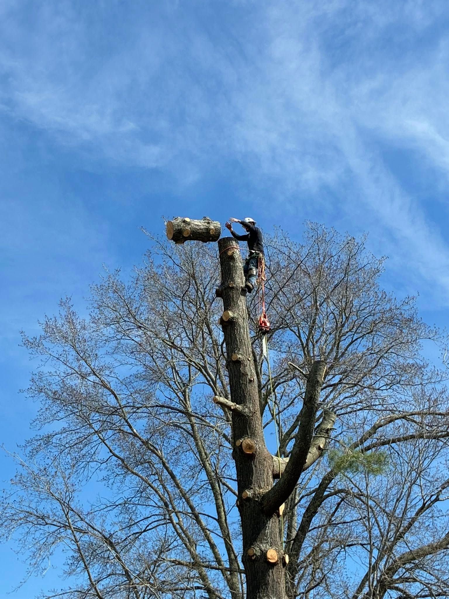  for Skys The Limit Tree Management in Morehead, KY
