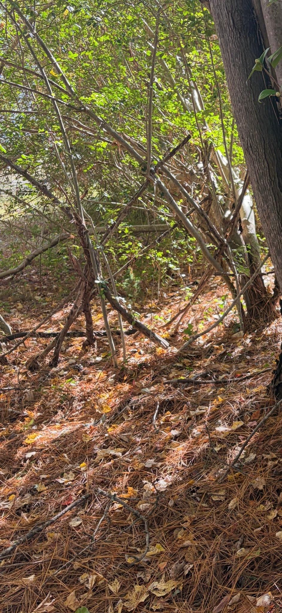  for RedLine Fencing in Moyock, NC