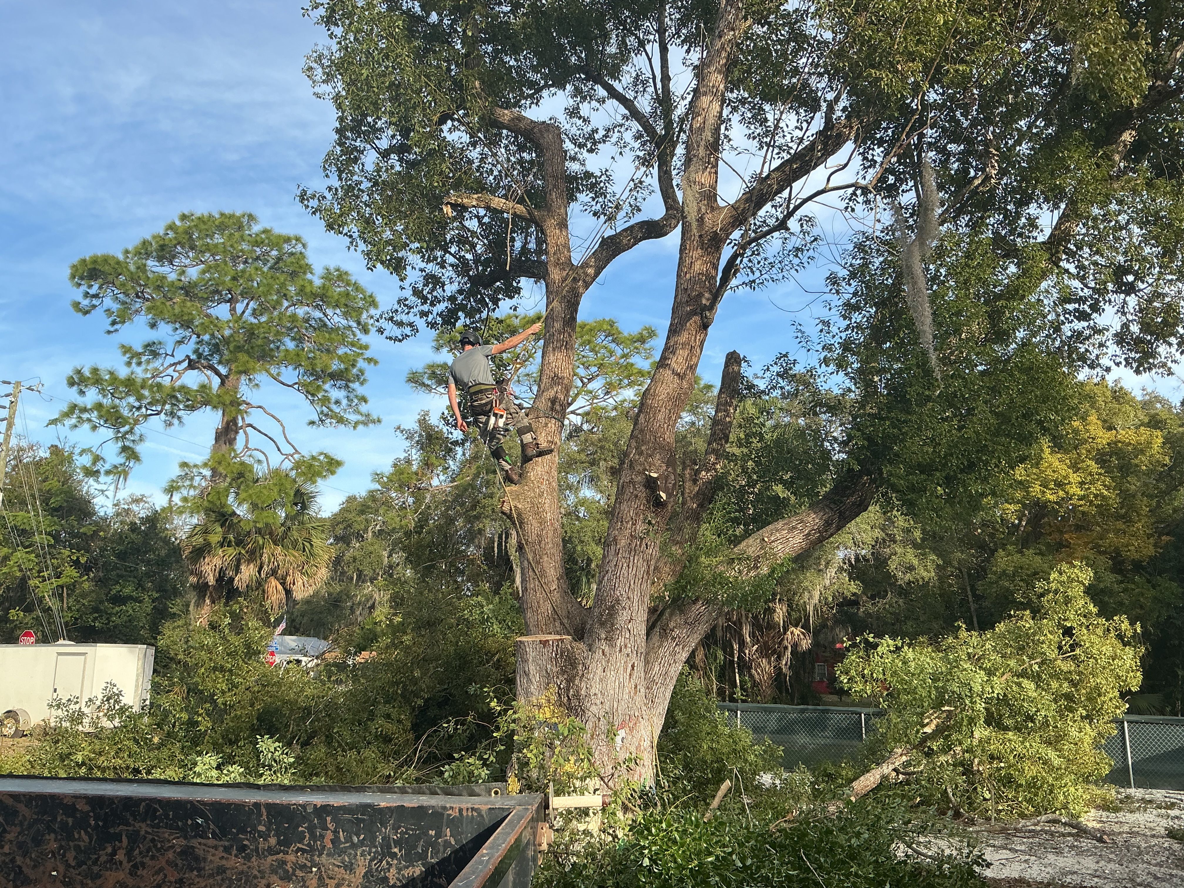  for Amerigrown Tree And Lawn in Apopka, FL
