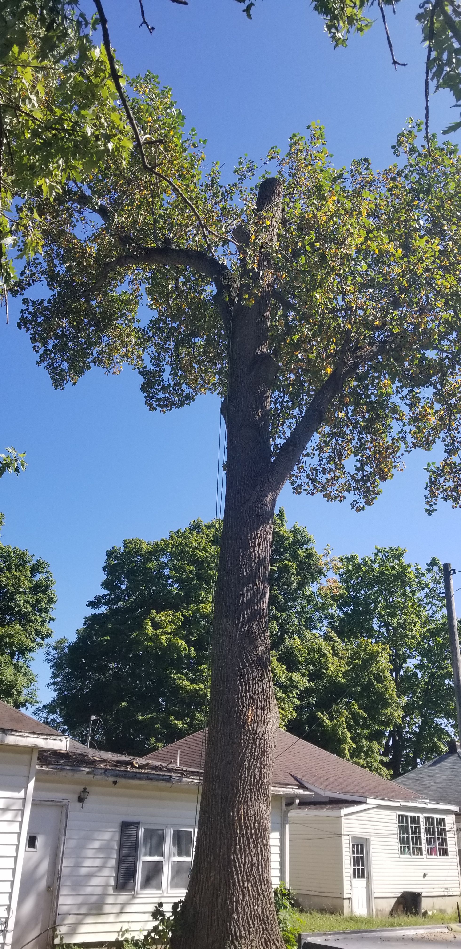  for Advanced Tree Solutions in Rockville, IN