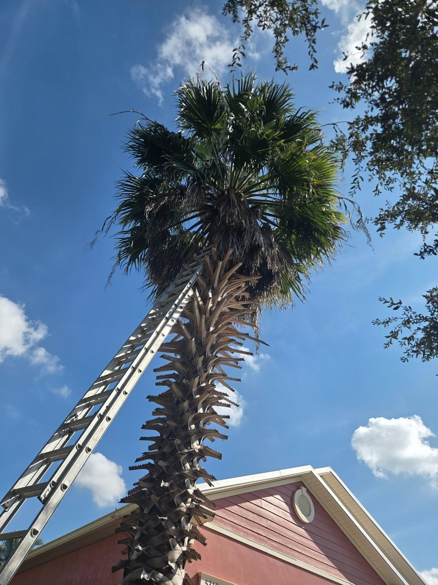 All Photos for TREE BOYS in Ruskin, FL