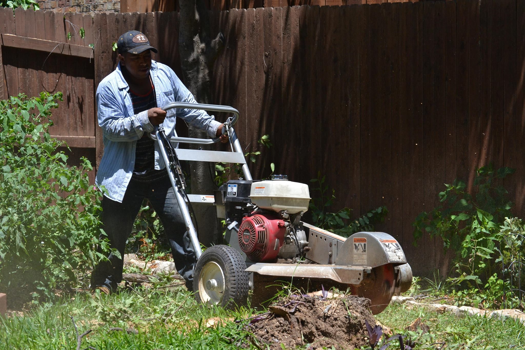  for Classic cut tree trimming and removal in Arlington, TX