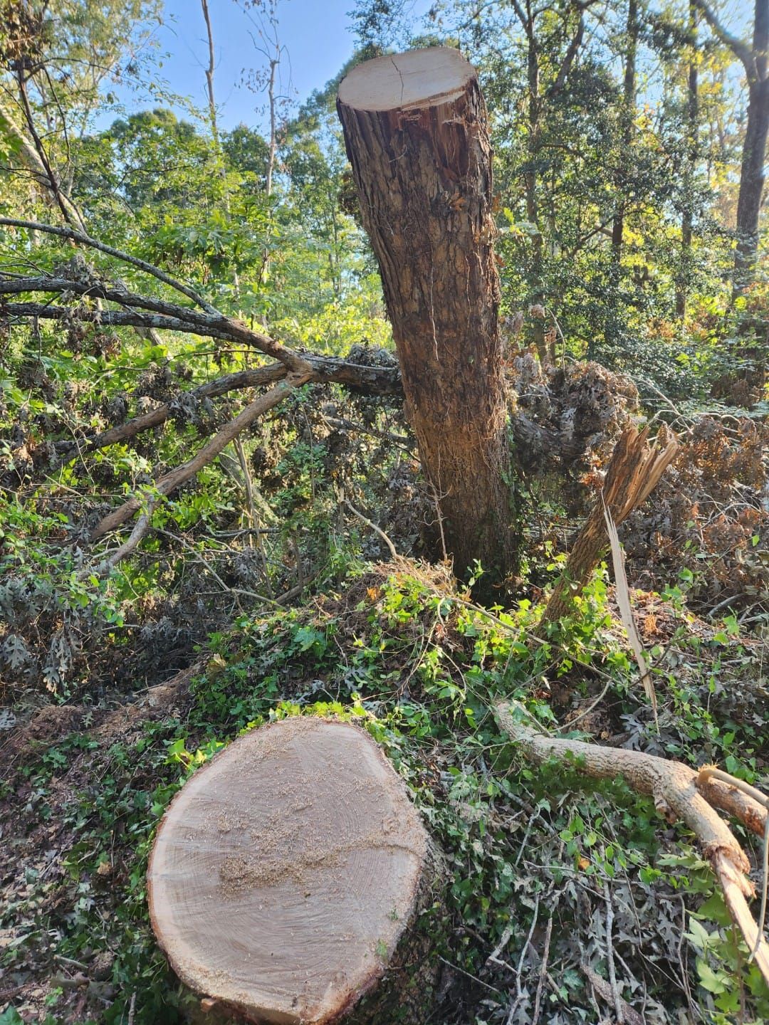 Tree Removal for Stumpbusters Tree Service in Louisa County, VA