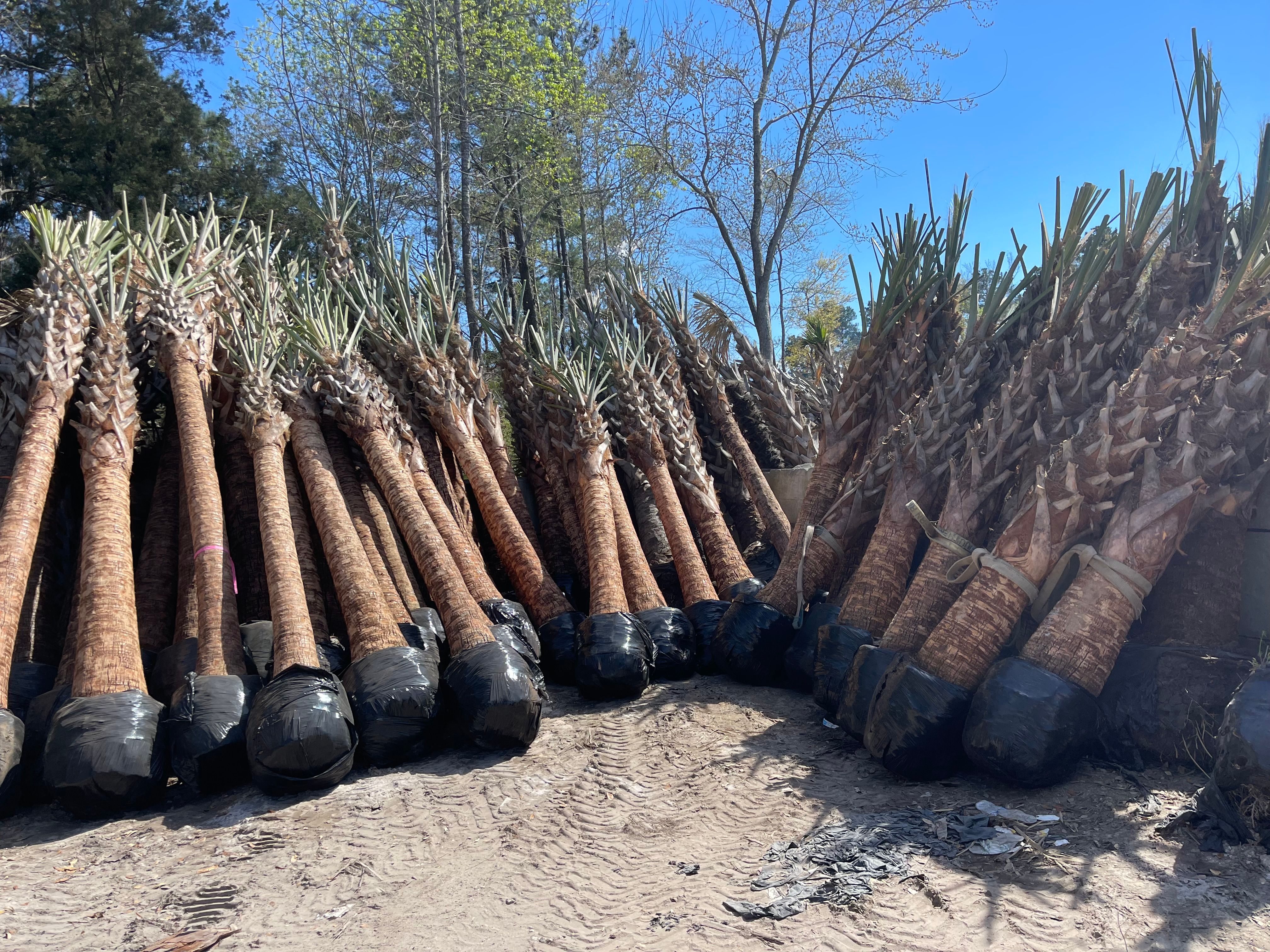  for New Creation Landscaping in Myrtle Beach, SC