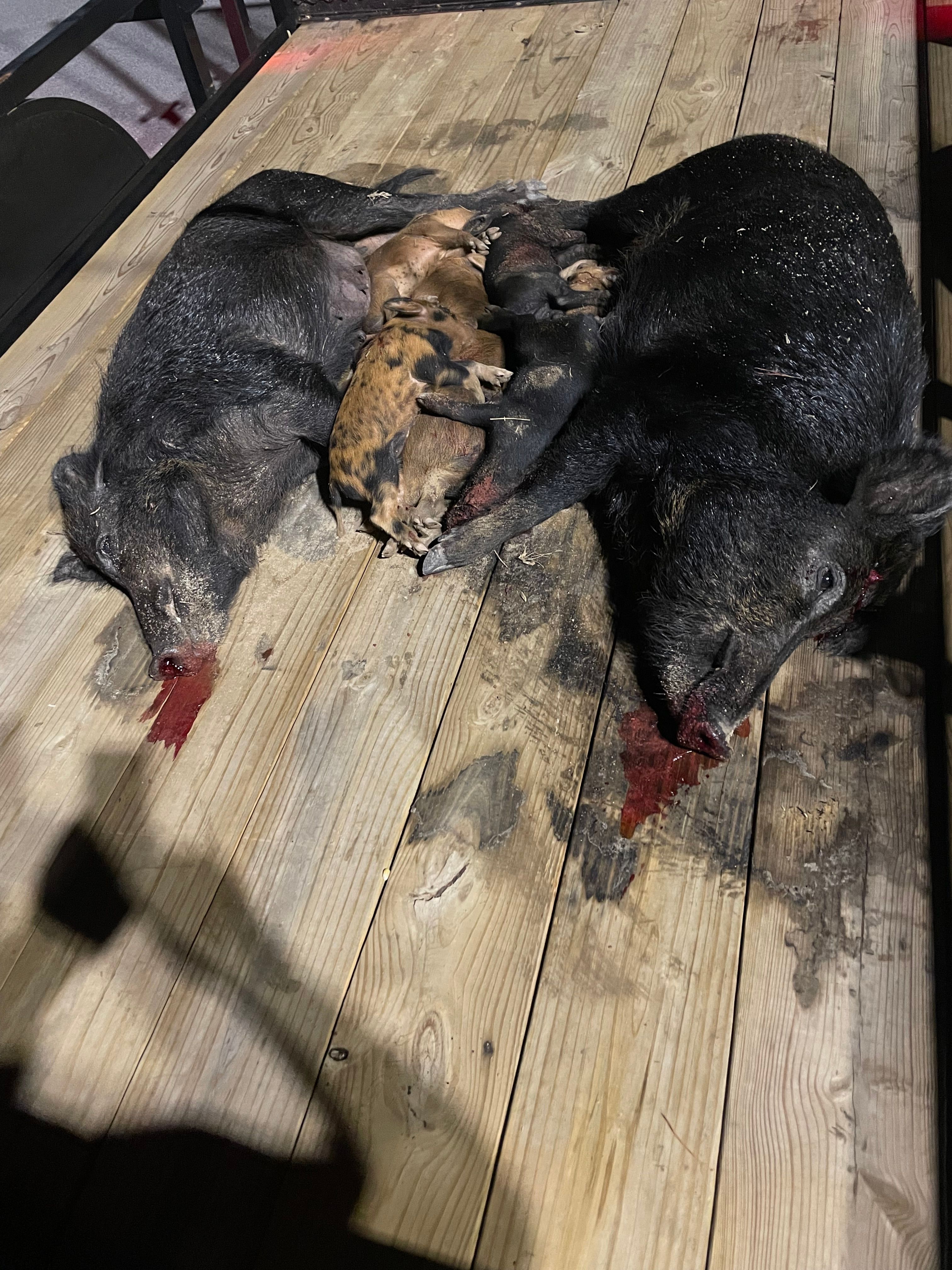  for Havoc Hog Control in Molino, FL