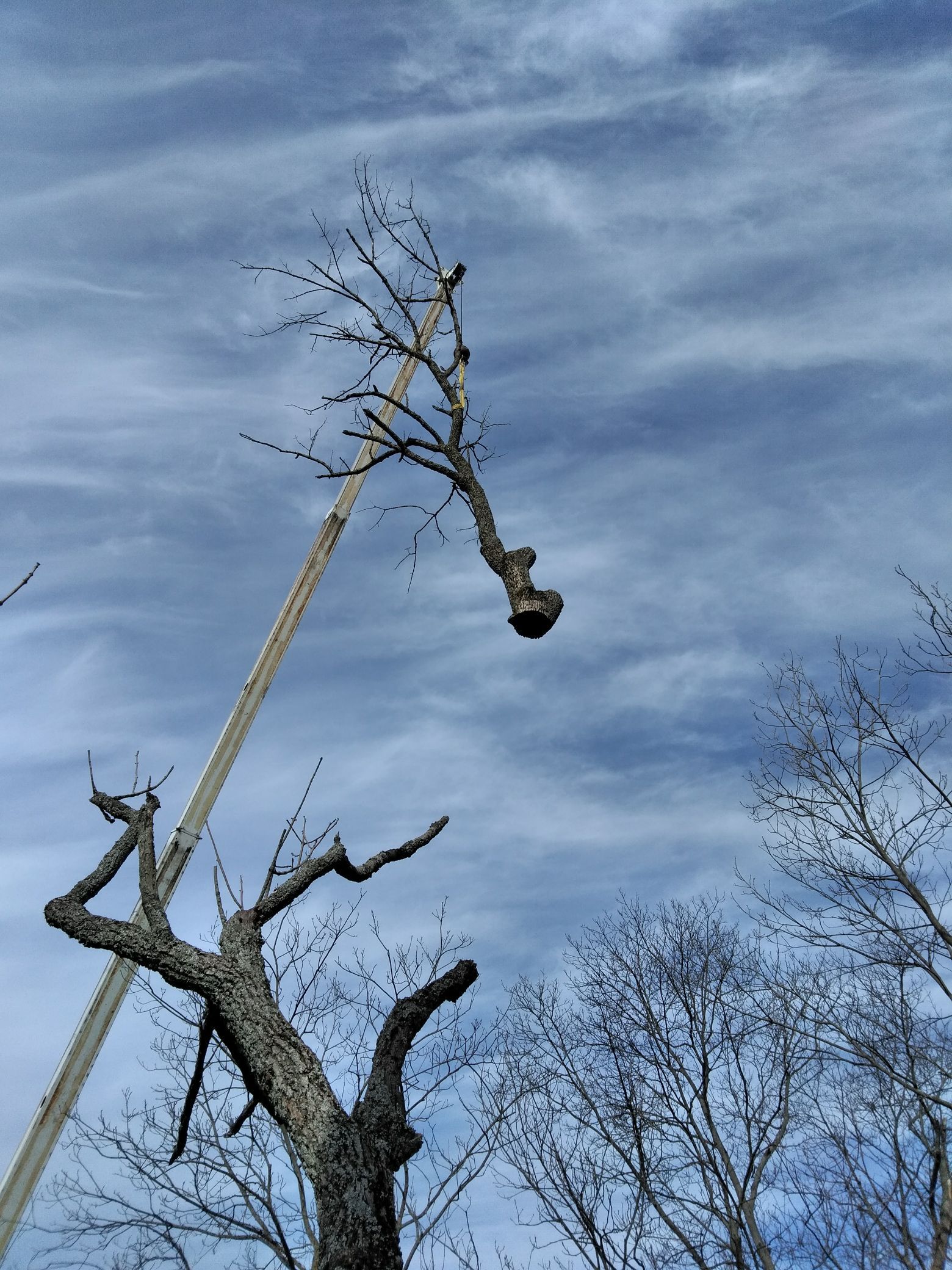  for Advanced Tree Solutions in Rockville, IN