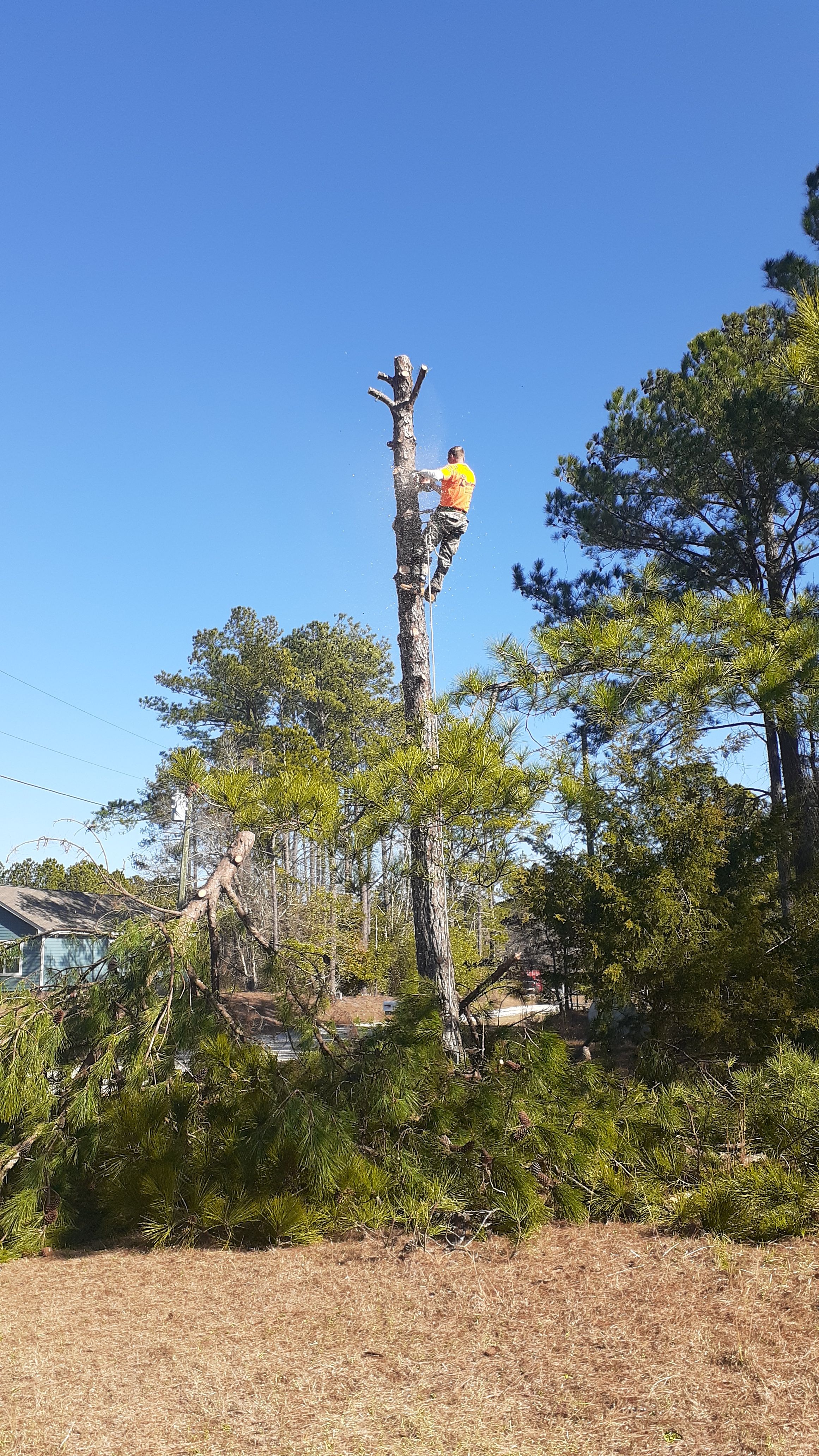  for Professional Tree Service USA in Chattanooga, TN