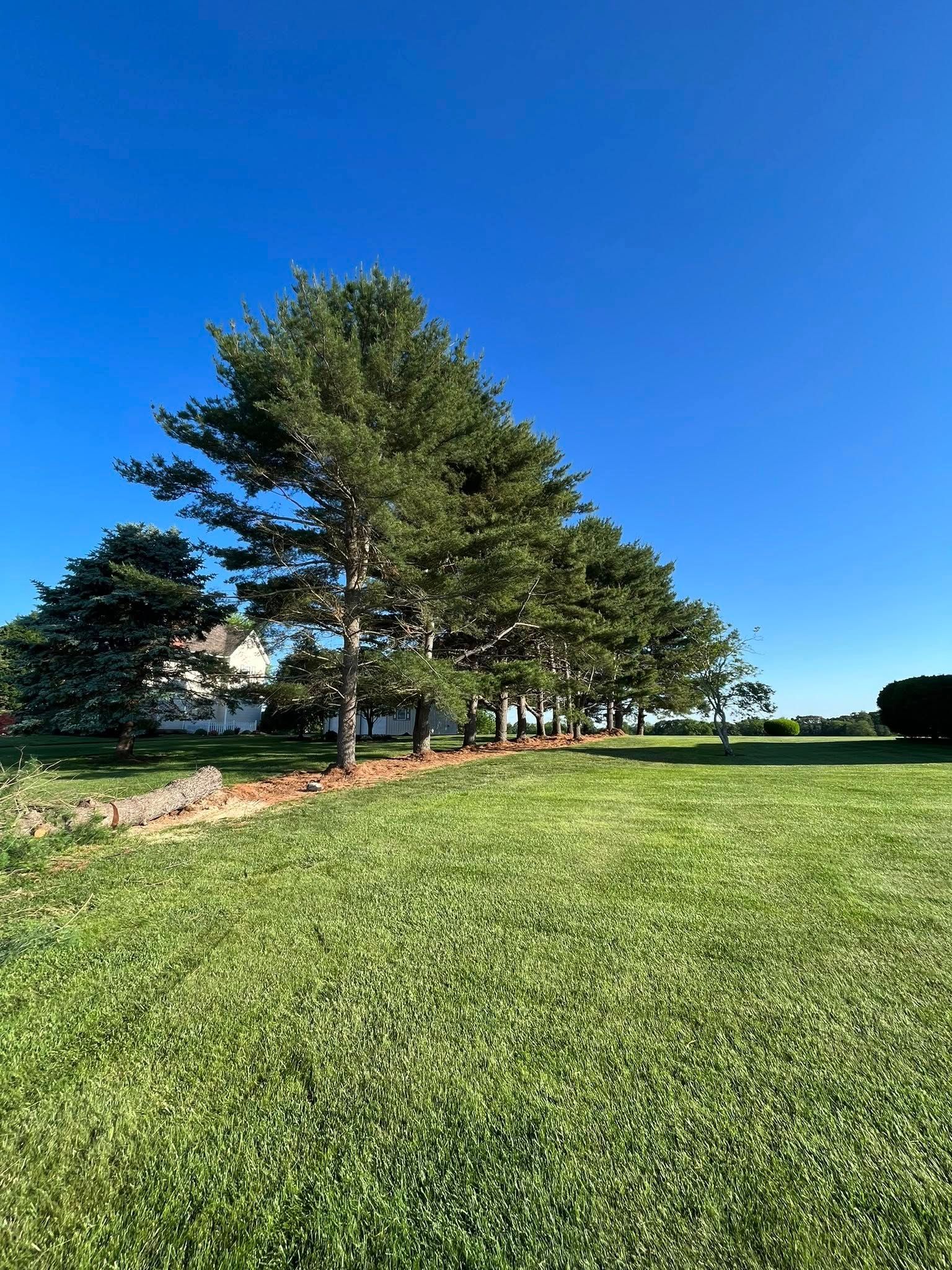 Tree Services for Etherton’s Tree Service in Quinton, NJ