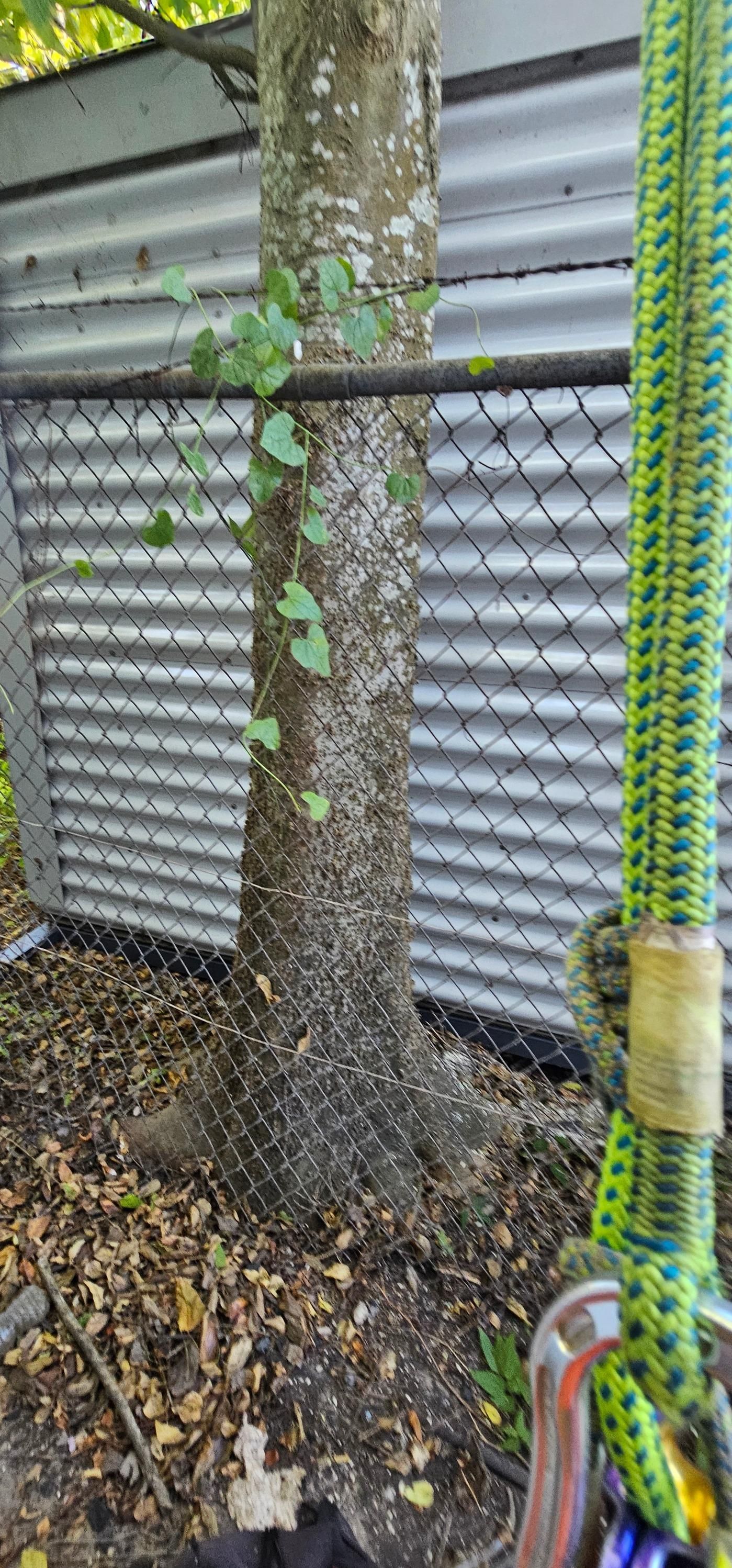  for Servin's Tree Care  in Houston, TX
