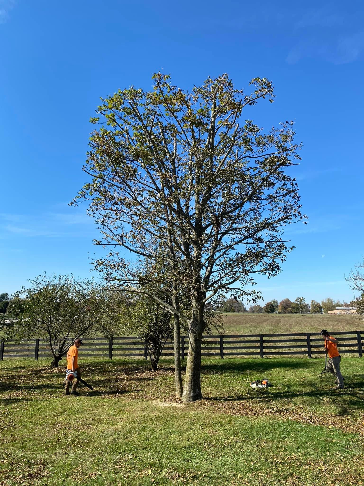 Tree Removal for Atwood’s Tree Care in Liberty,  KY