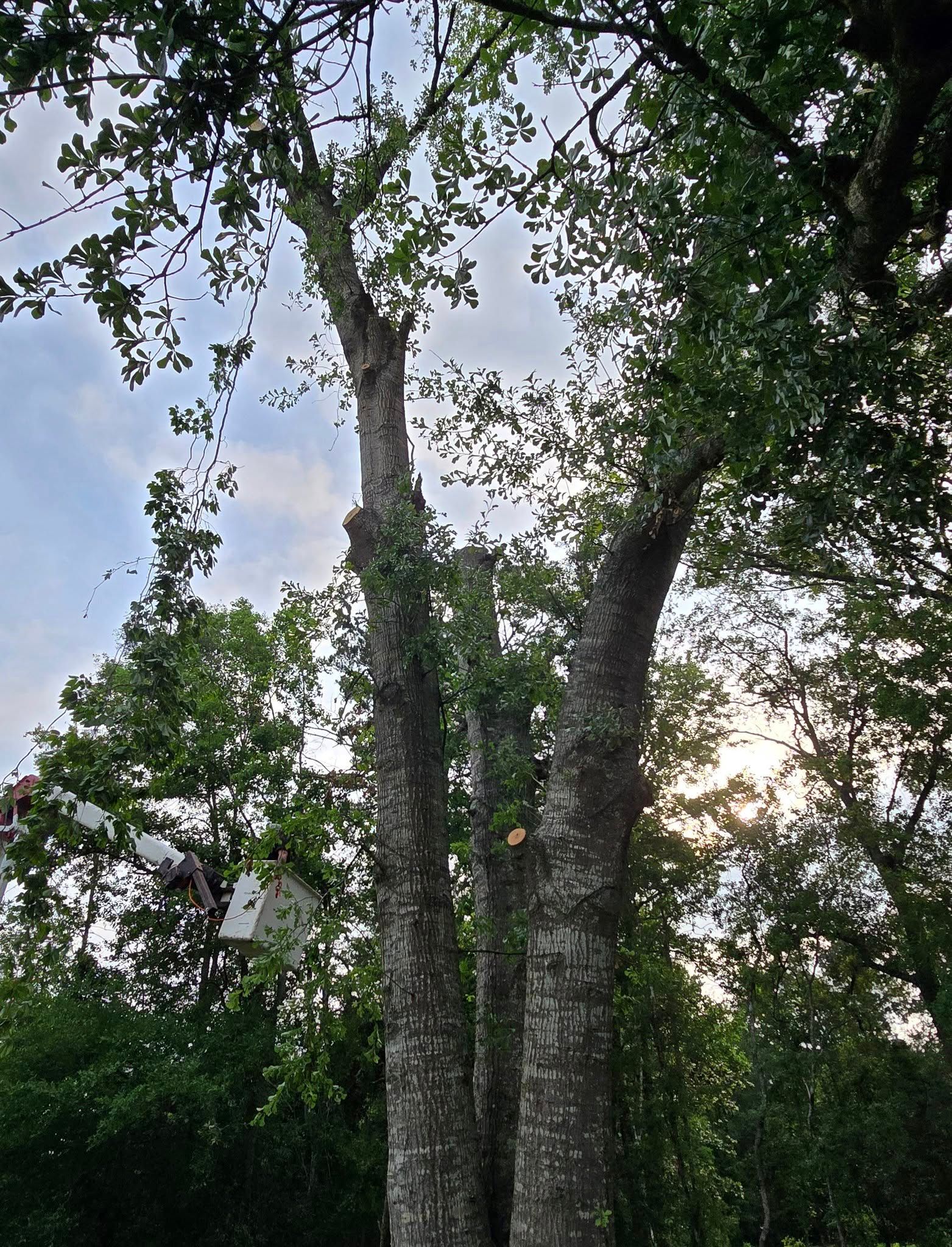  for Breaktime Tree Trimming & Removal in Oakdale, LA