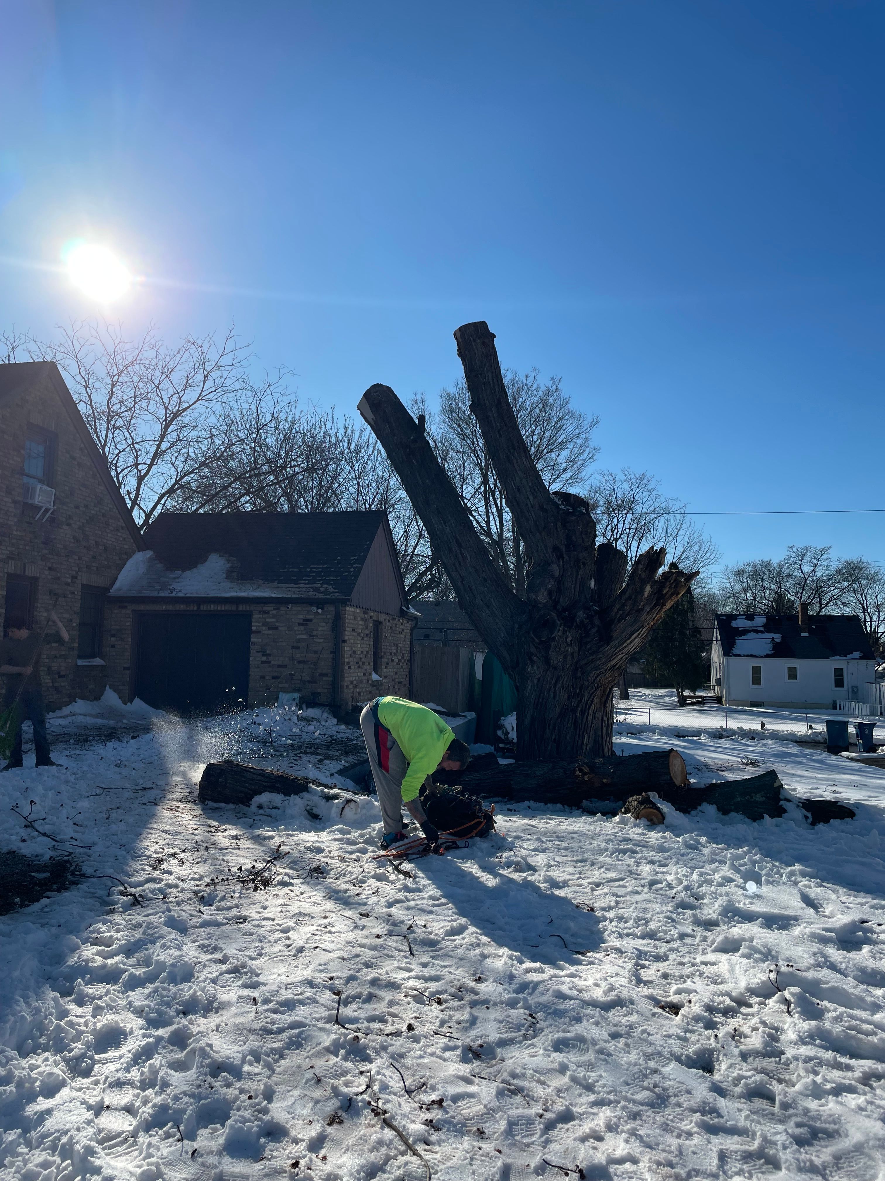 Trees for K and Z Lawn Care in Andover, MN