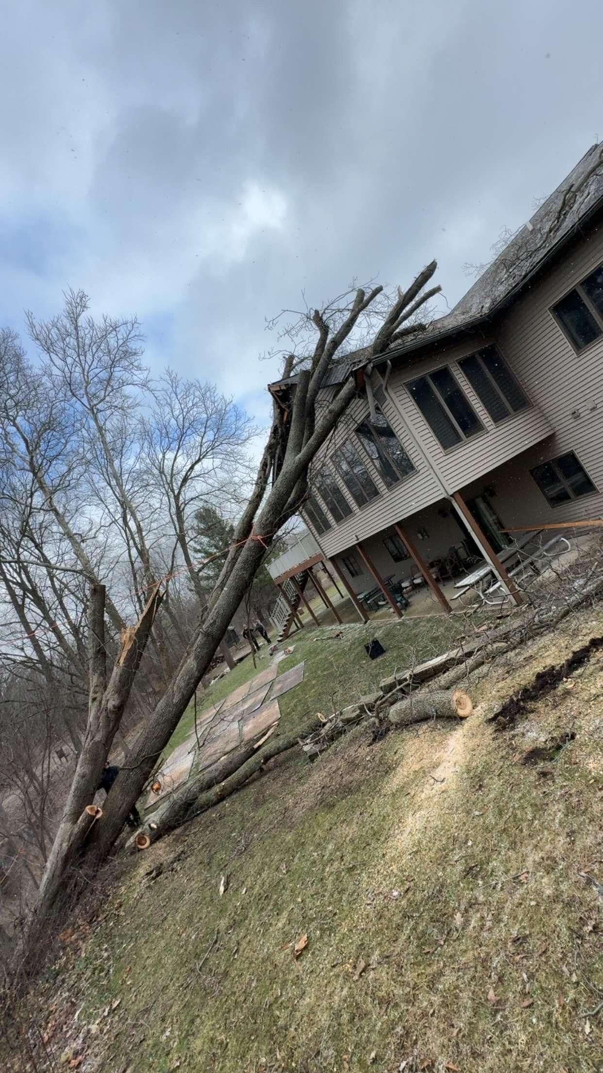  for Branching Out Tree Service in Hastings, MI