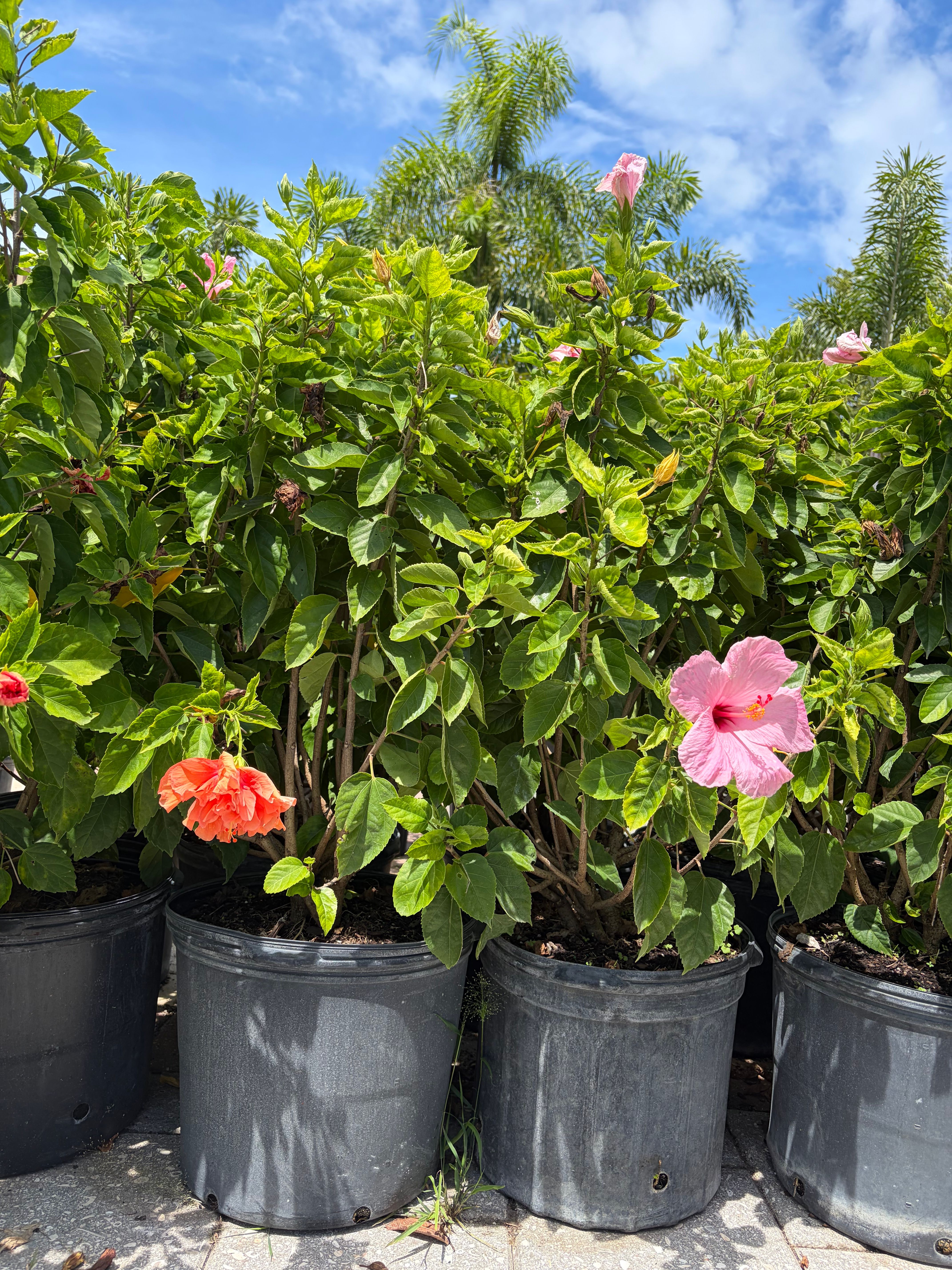  for Vanic's Landscaping in Port Orange, FL