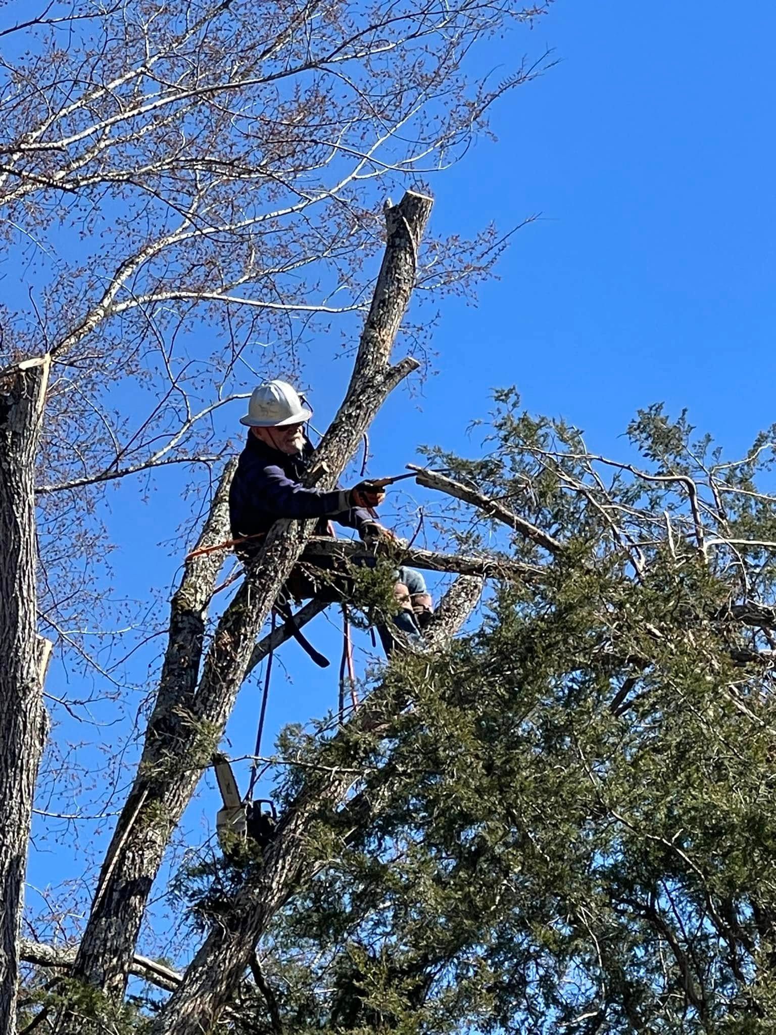 Tree Removal for Cassidy Tree Care in Santa Fe, TN
