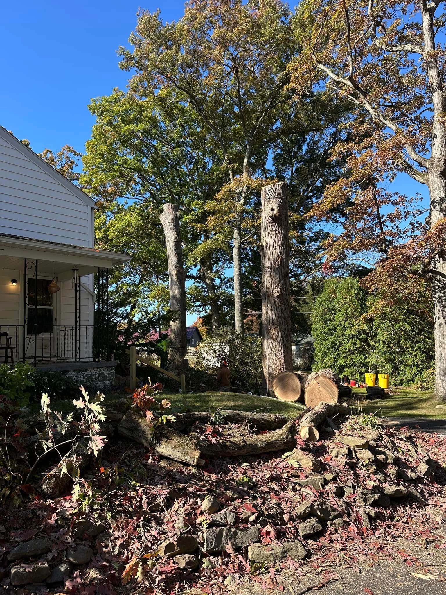  for Mad Tree Service in Cochranton, PA