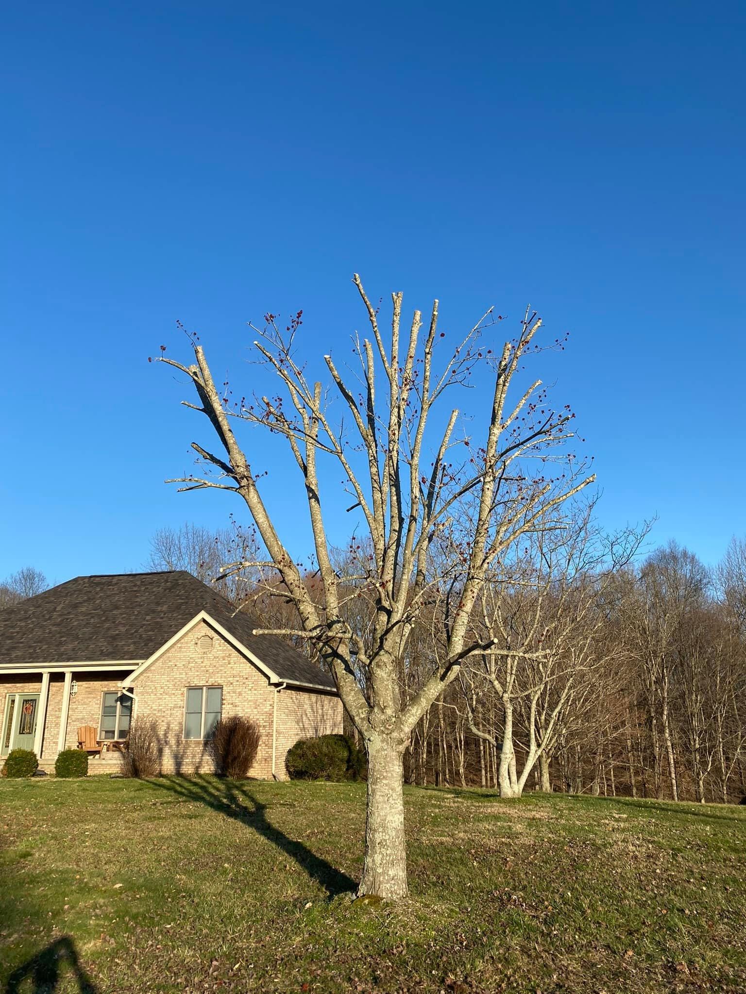 Tree Removal for Atwood’s Tree Care in Liberty,  KY