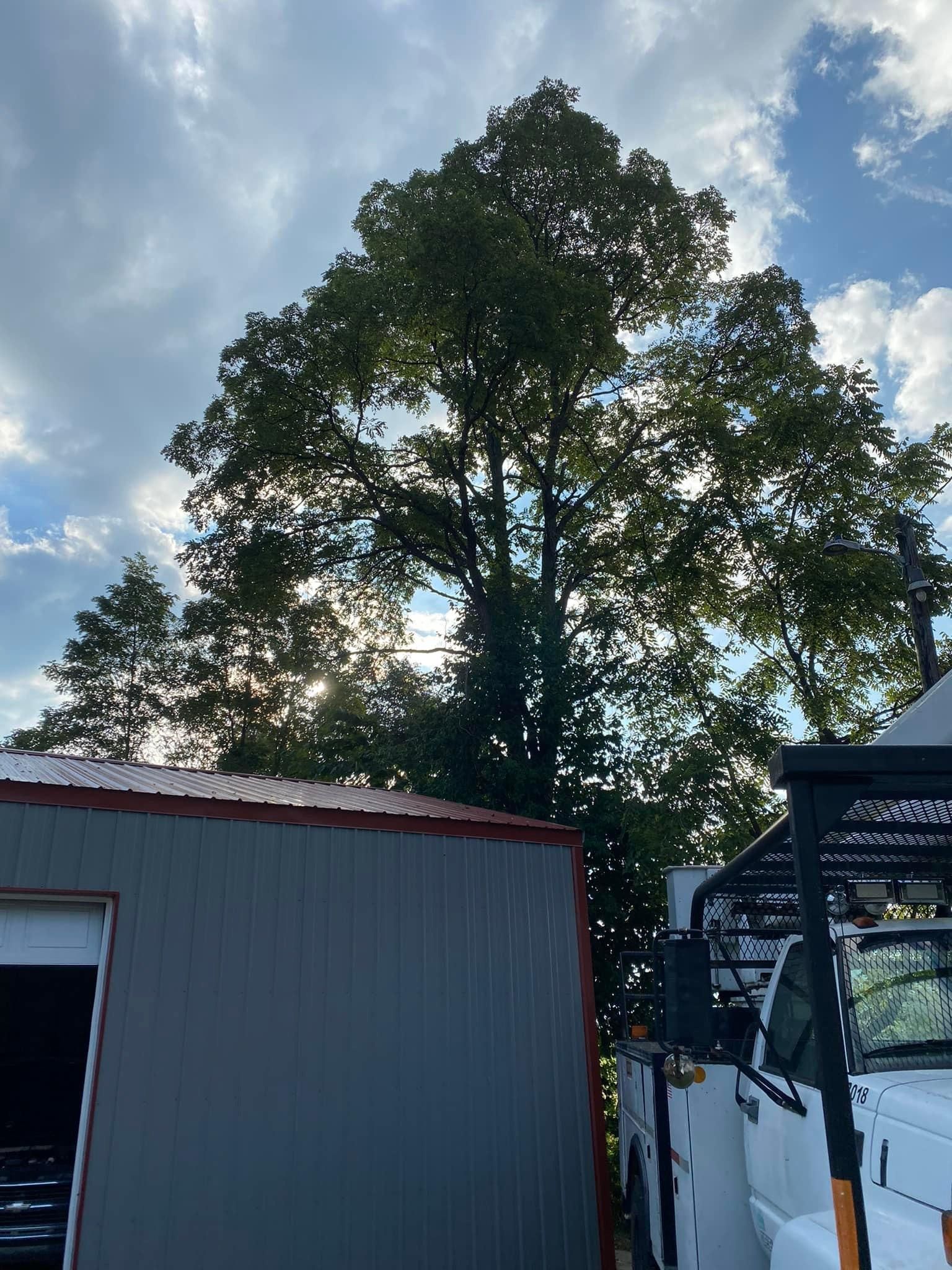 Fall and Spring Clean Up for Atwood’s Tree Care in Liberty,  KY