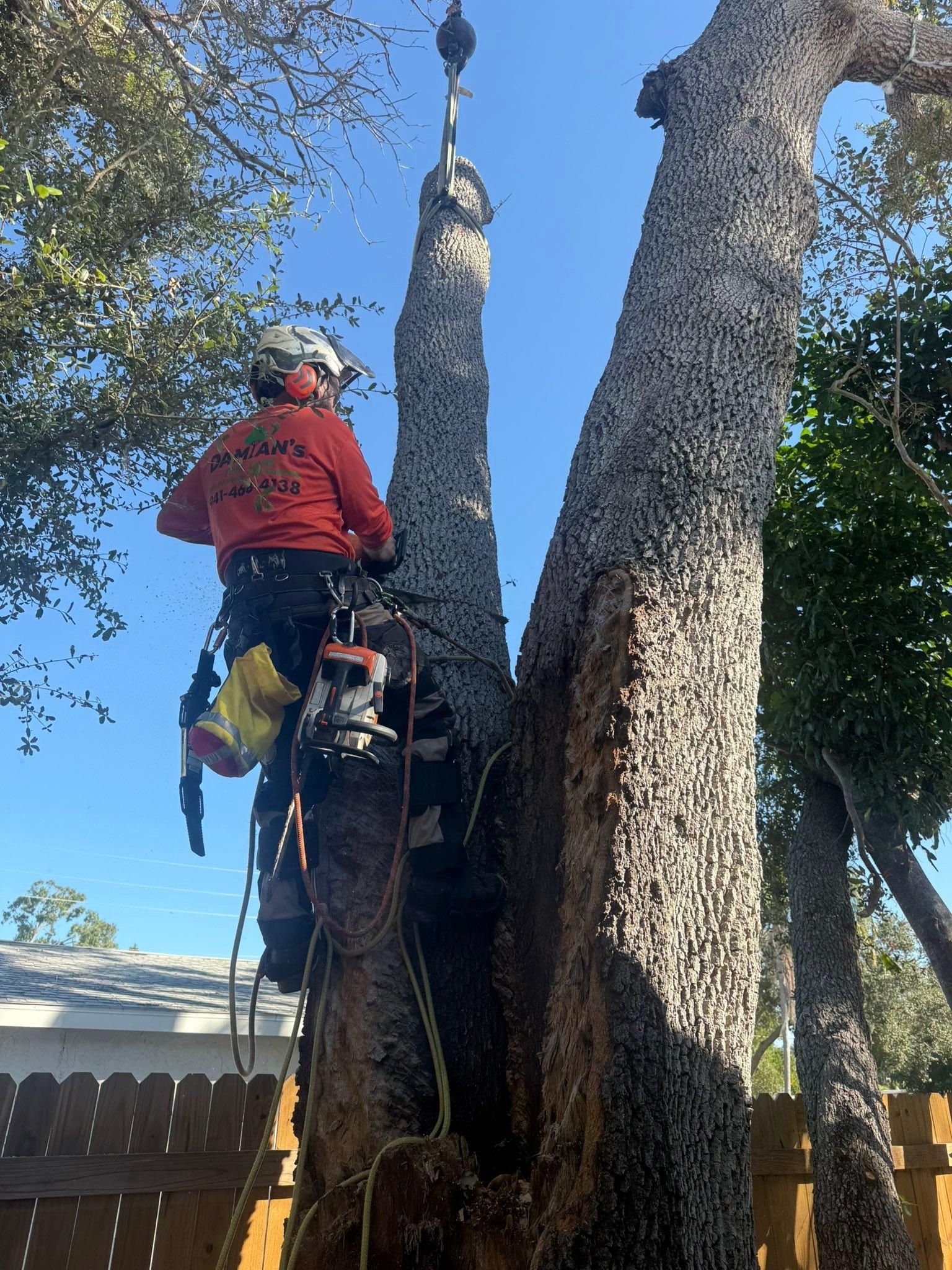  for Damian’s Tree Care in Sarasota, FL