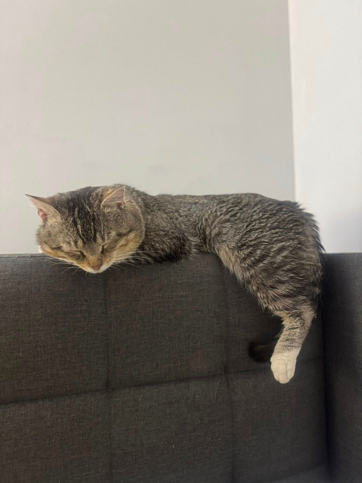  for Sullivan Sanctuary of Maine in Brunswick, ME