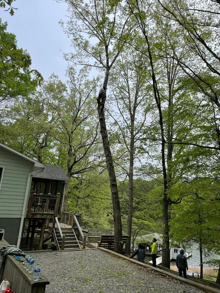 Tree Removal for Rosales Landscaping LLC in Lake Gaston, North Carolina