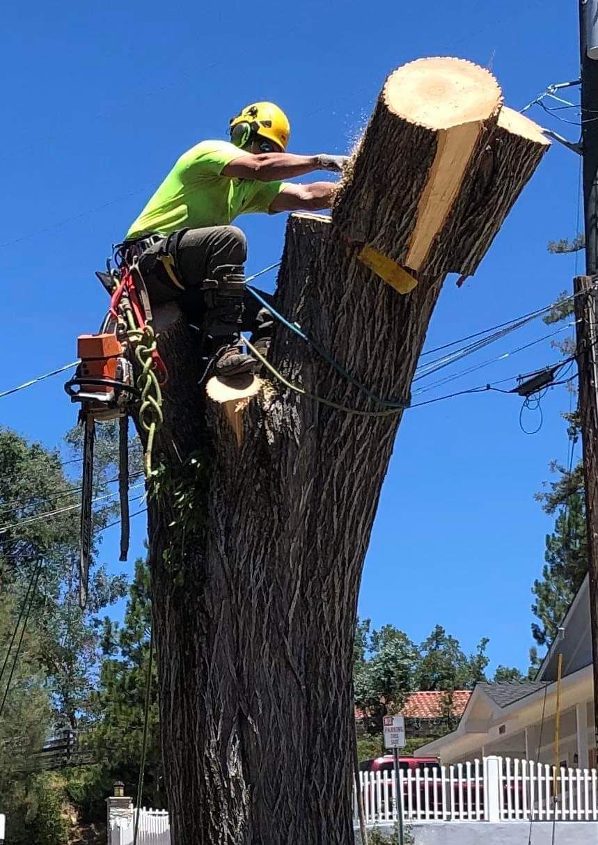  for George Staddan's Professional Tree Care in Placerville, CA