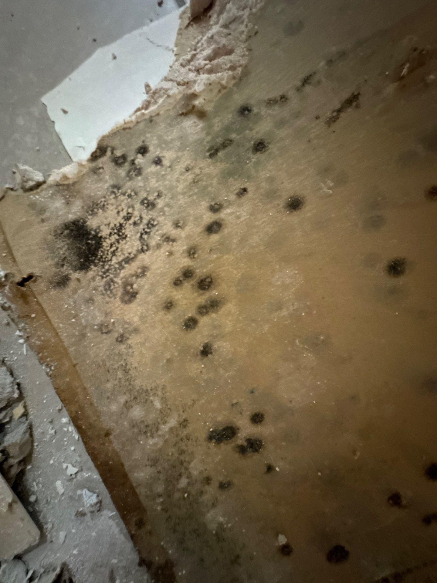  for CertaClean Restoration in Yonkers, NY