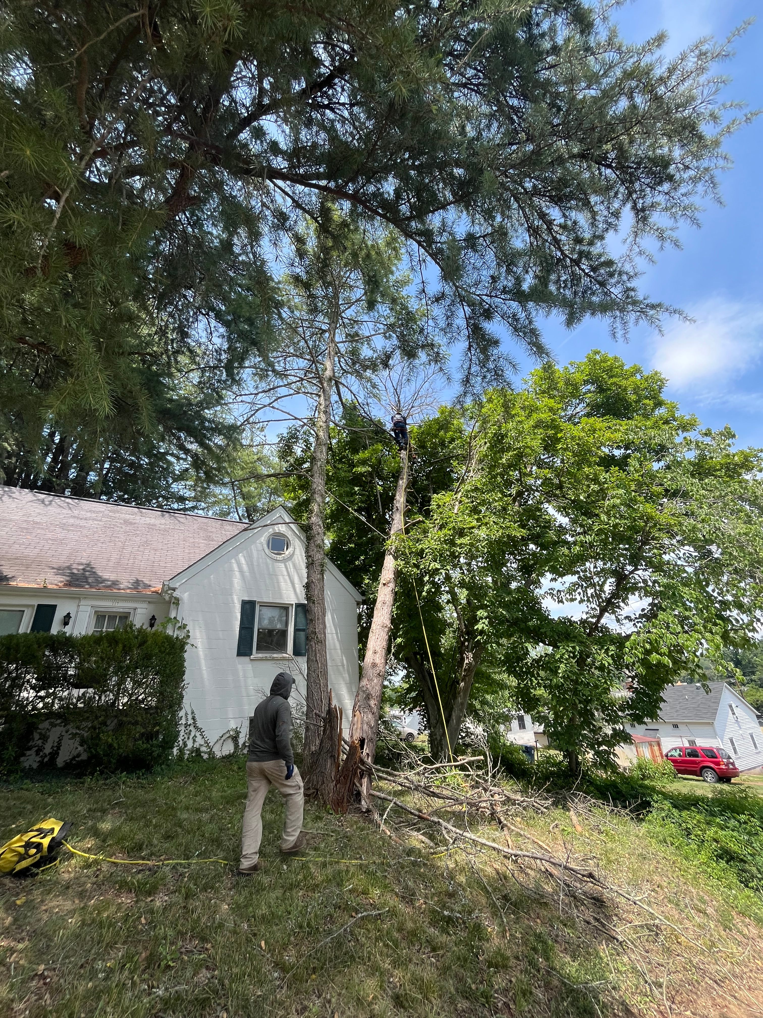  for Ricky's Tree Service & Property Care in Orange, VA