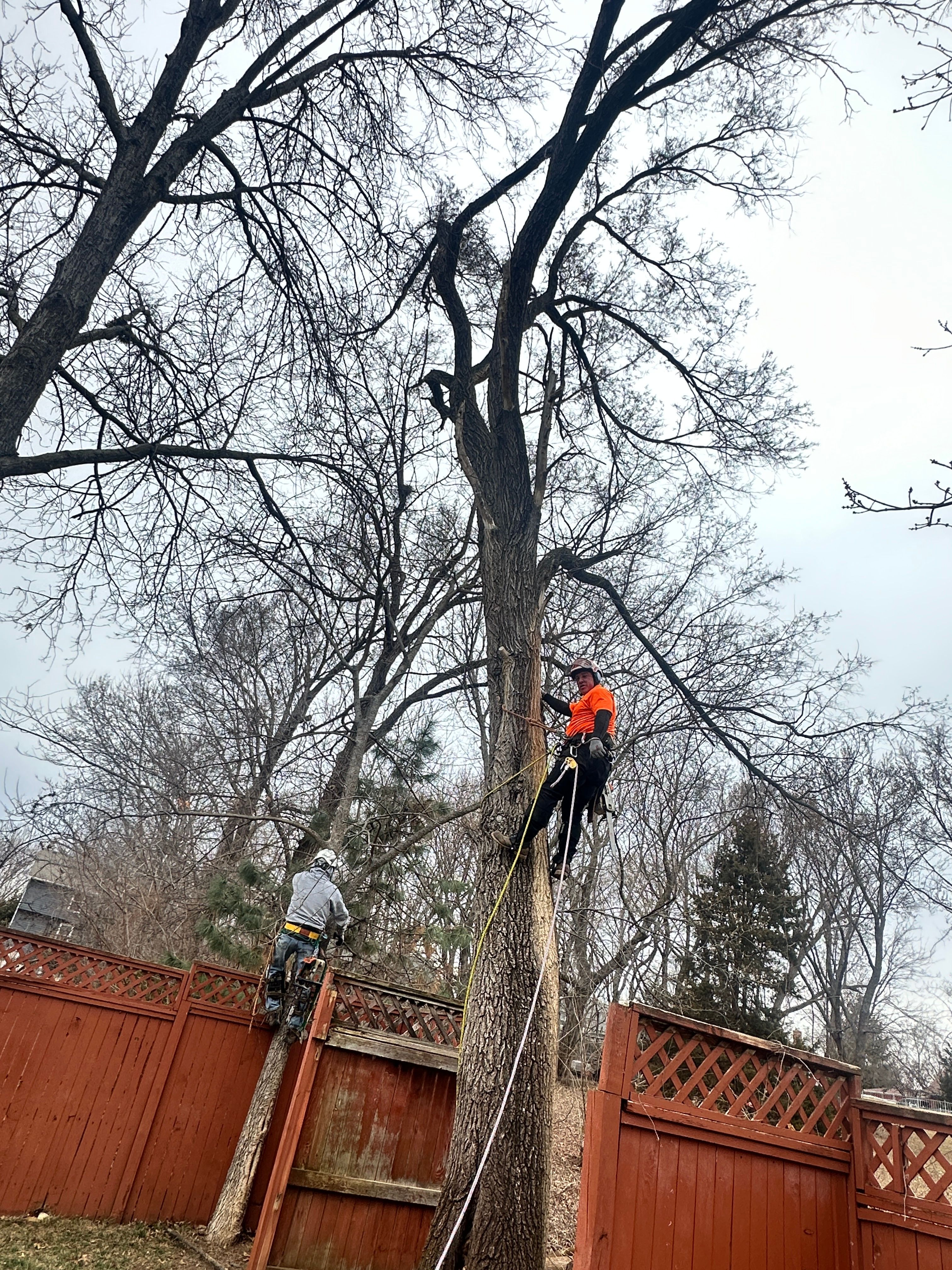 All Photos for Cross Family Tree Service in Kearney, MO
