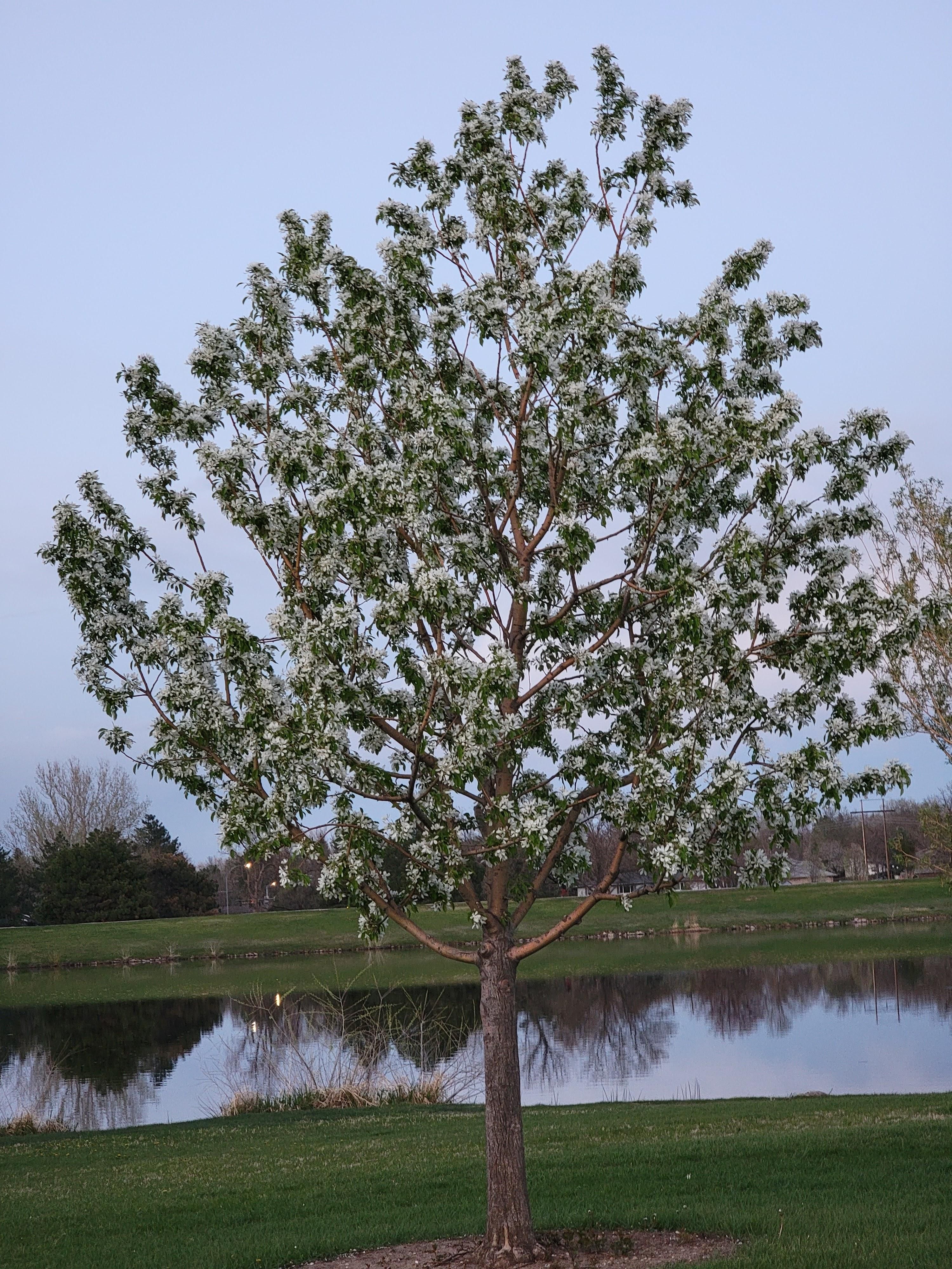 All Photos for Jv Tree Service, LLC in Greeley,  CO