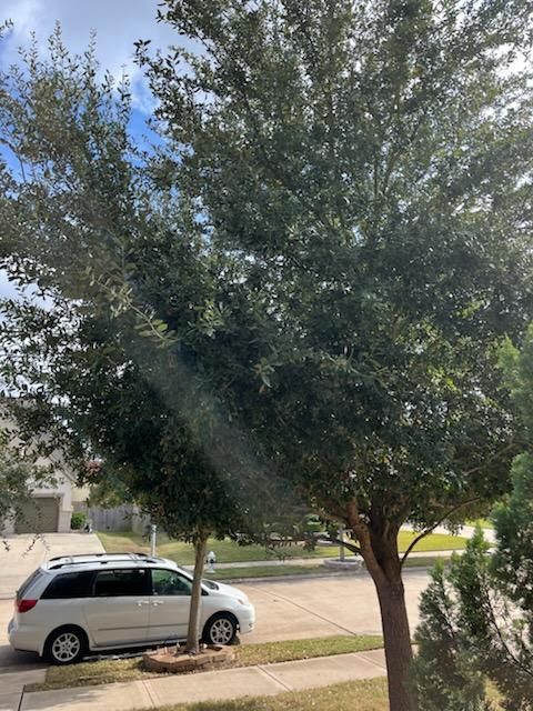  for Servin's Tree Care  in Houston, TX