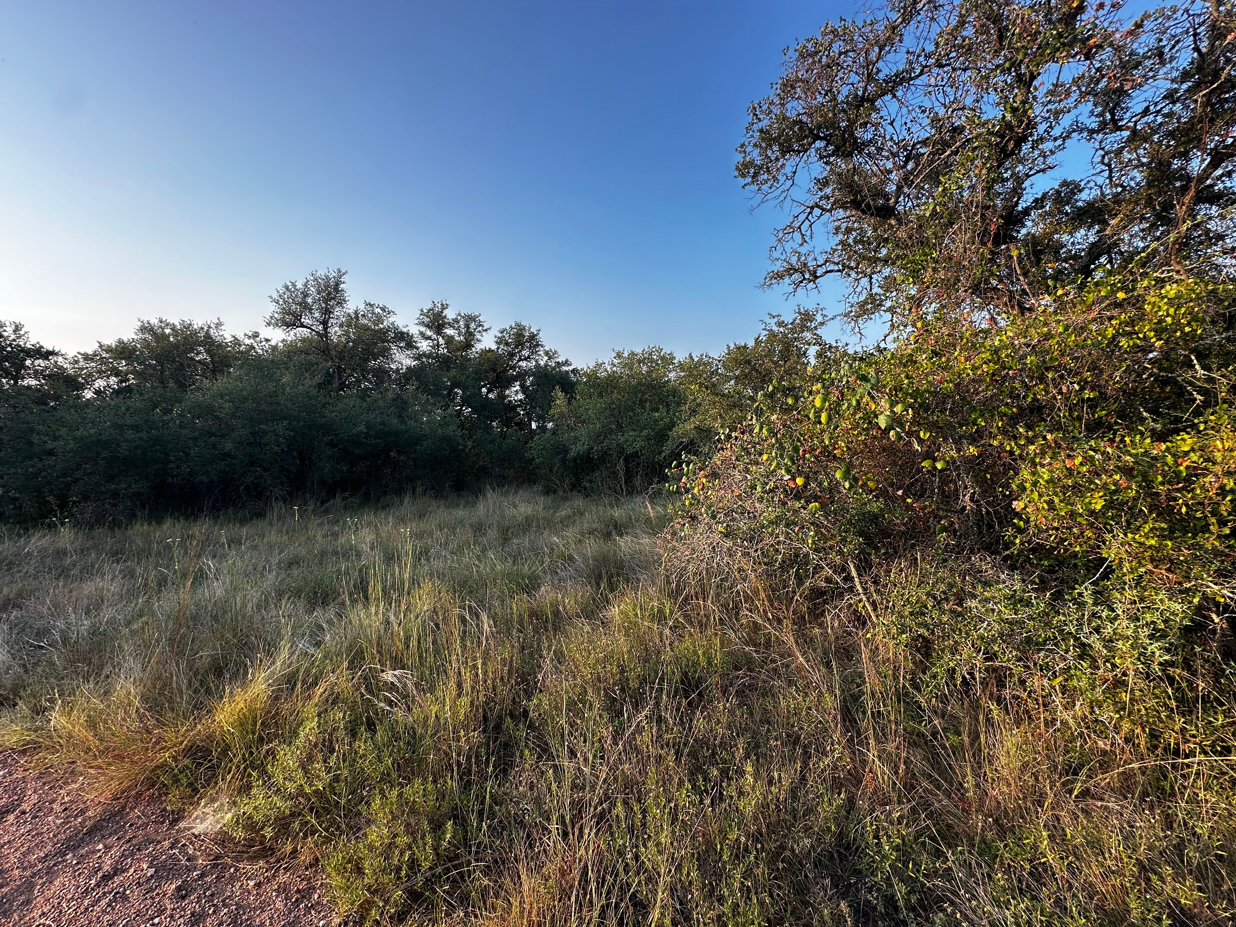  for 512 Land Clearing in Blanco County, TX