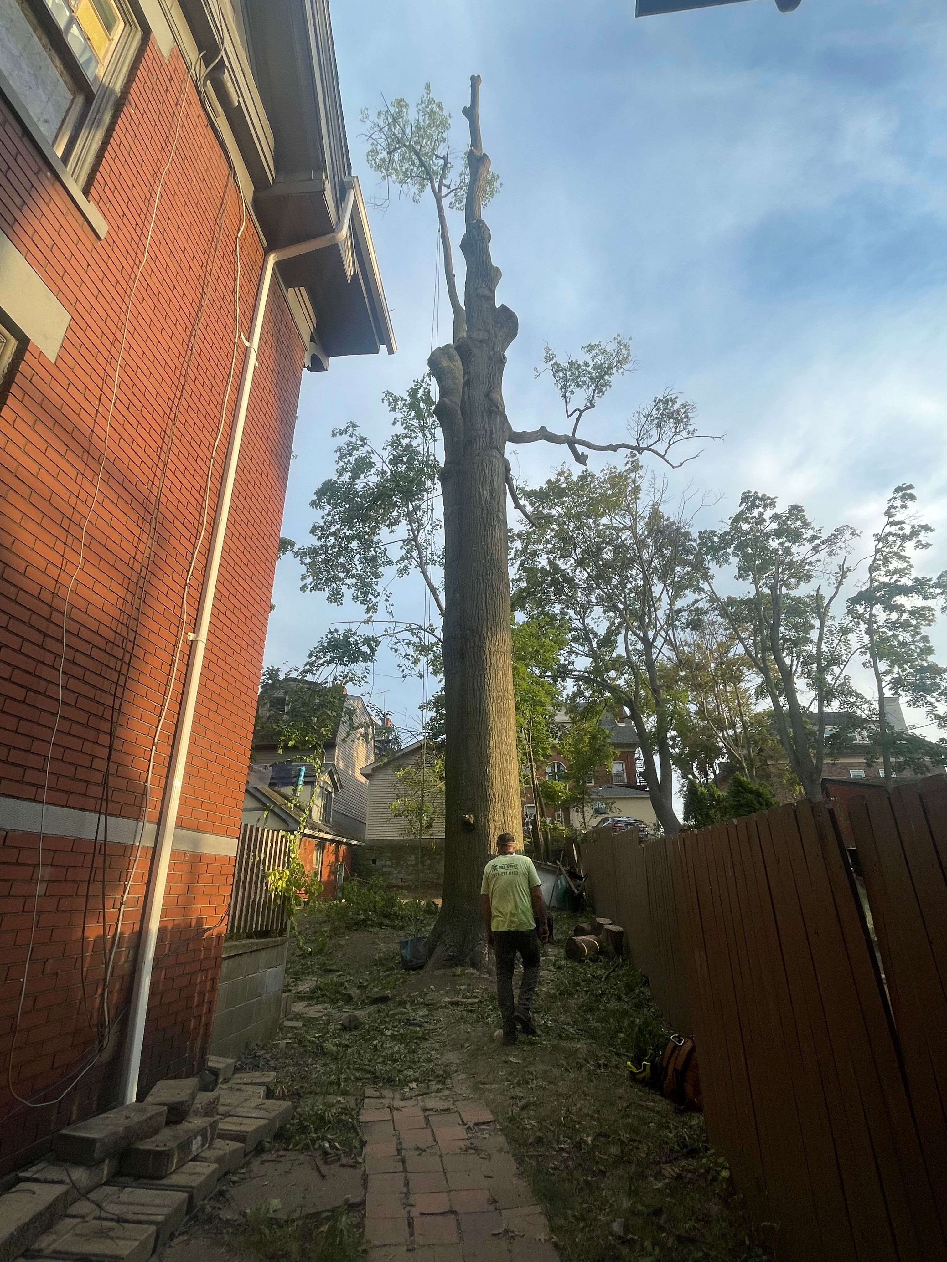  for TLC Professional Tree Service in Bedford, TX