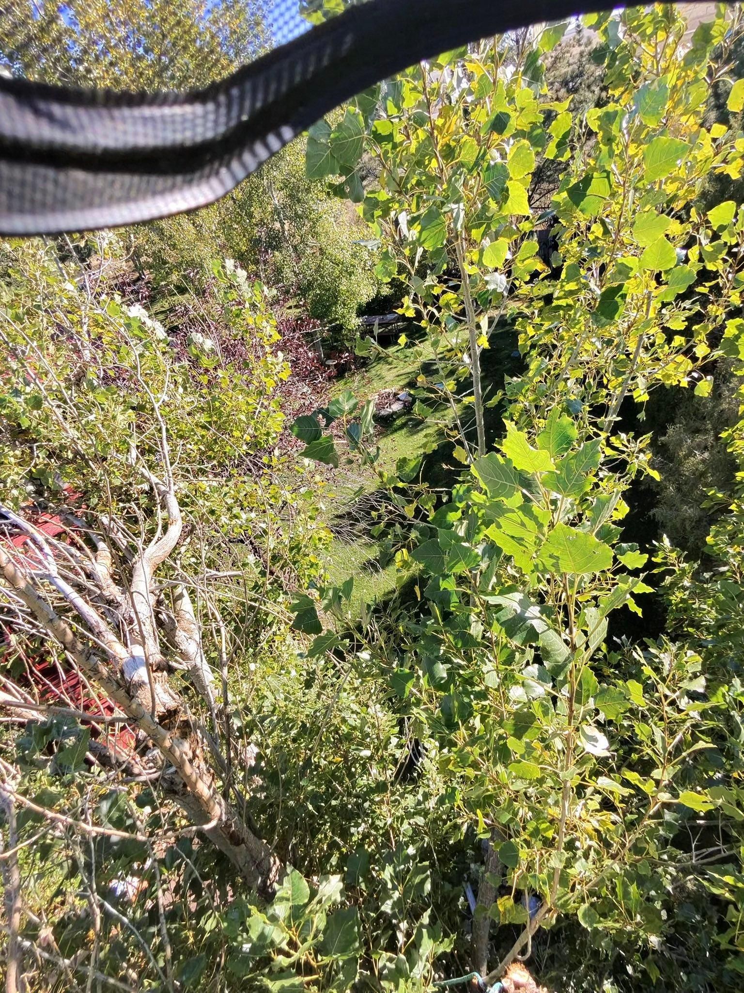  for Elevated Tree Care in Gillette, WY