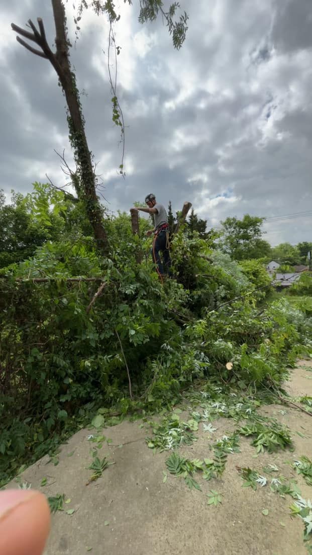  for Grainger Tree Service in Blaine, TN