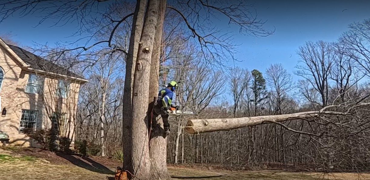 Tree Removal for Empire Tree Services in Mechanicsville, MD