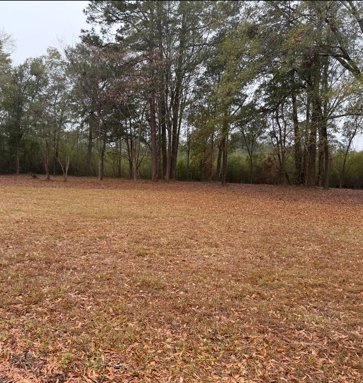  for T N L - Tree and Land Service in Reynolds, GA