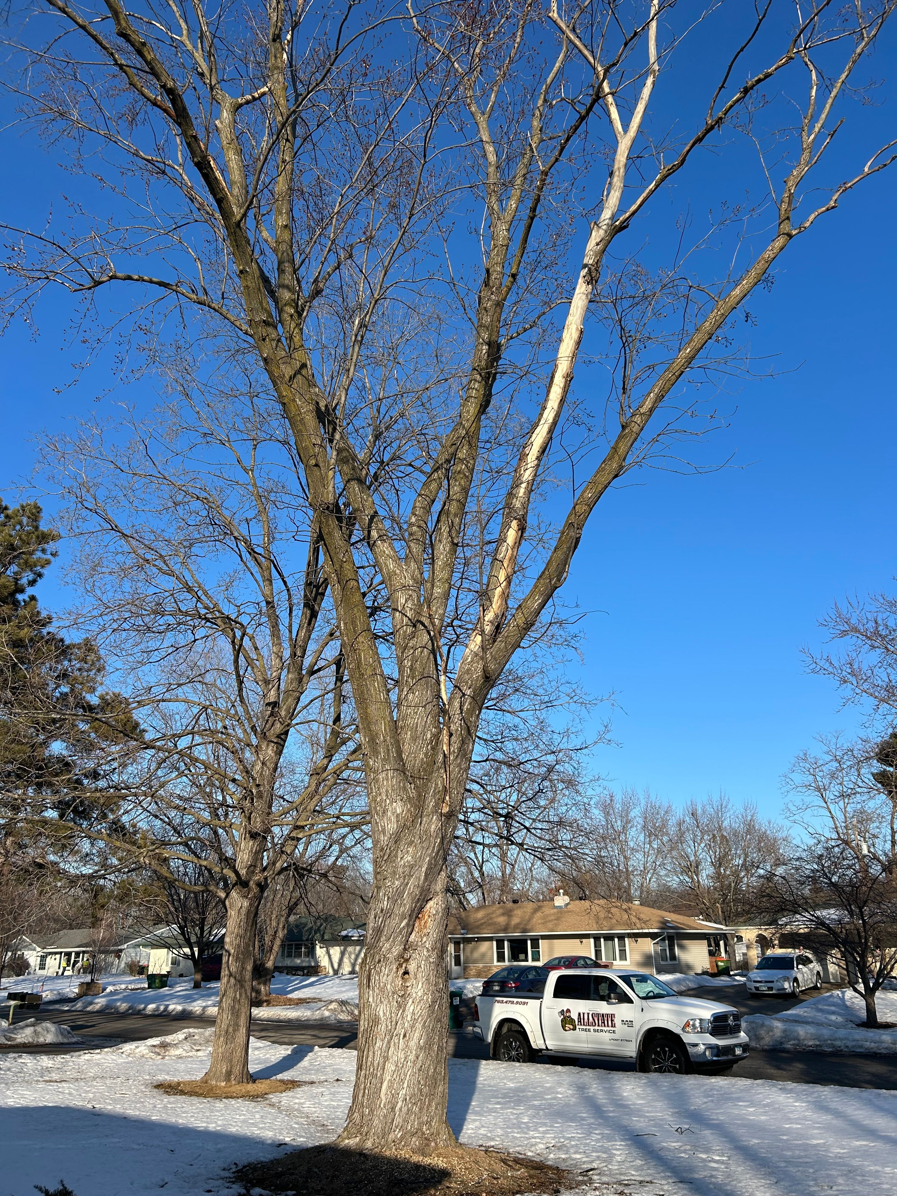 All Photos for Allstate Tree Service and Crane in Spring Lake Park, MN