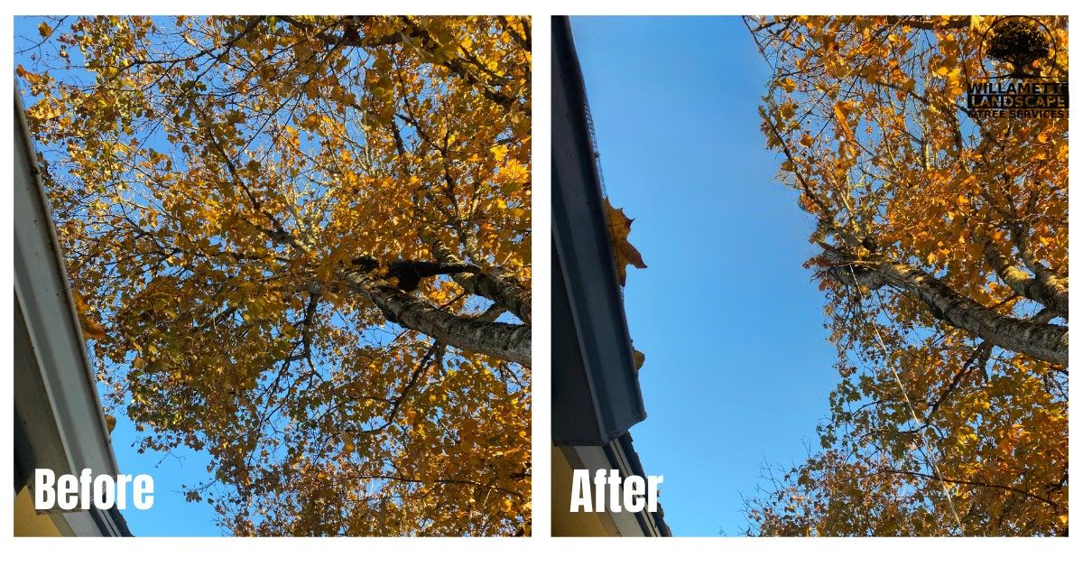  for Willamette Landscaping and Tree Services in Albany, OR