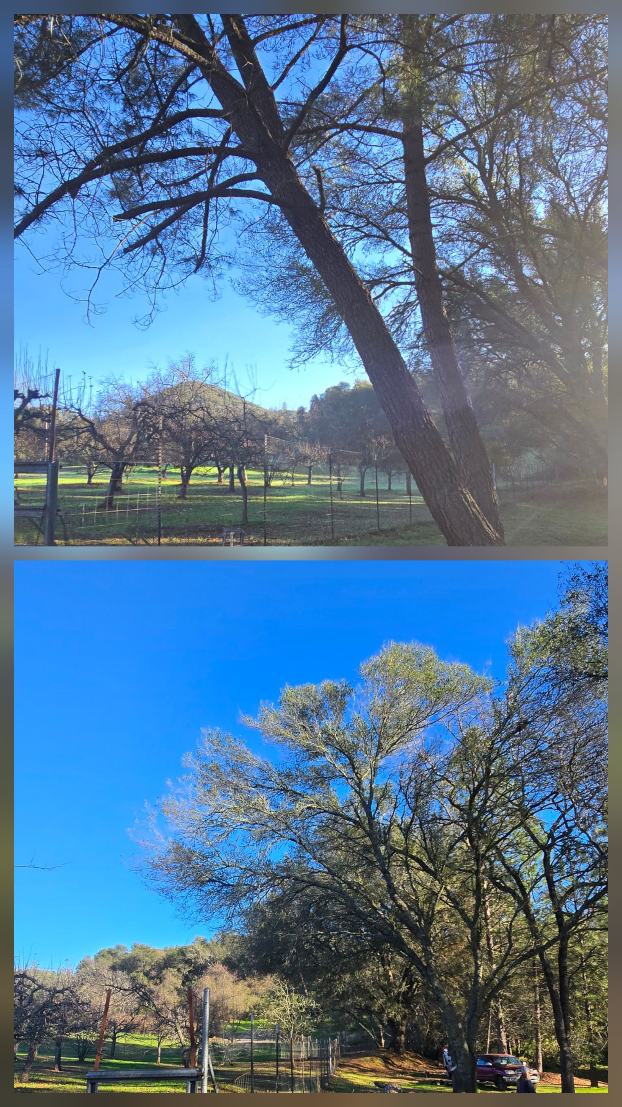  for George Staddan's Professional Tree Care in Placerville, CA