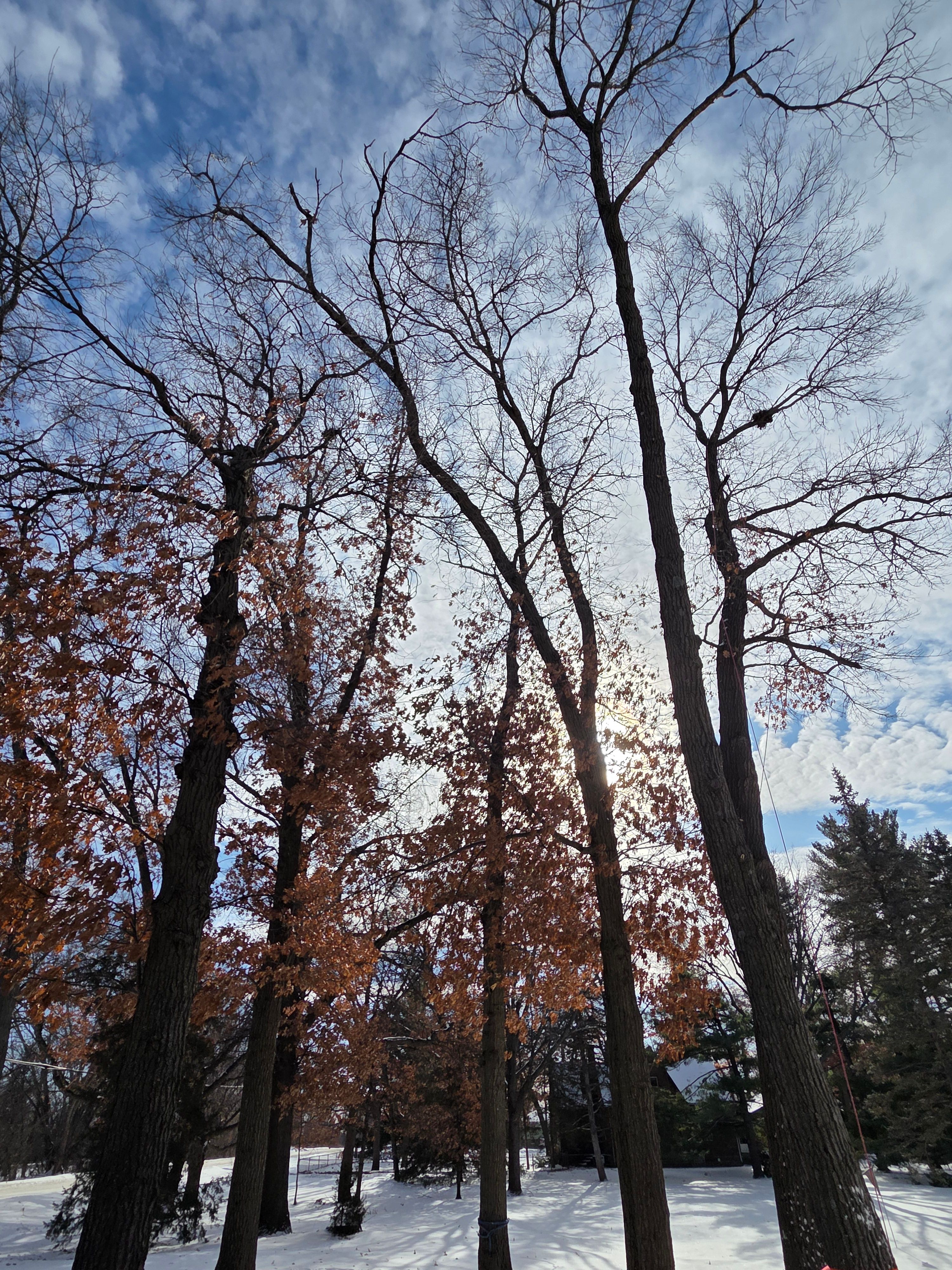 All Photos for K and Z Tree Care in Isanti County, MN